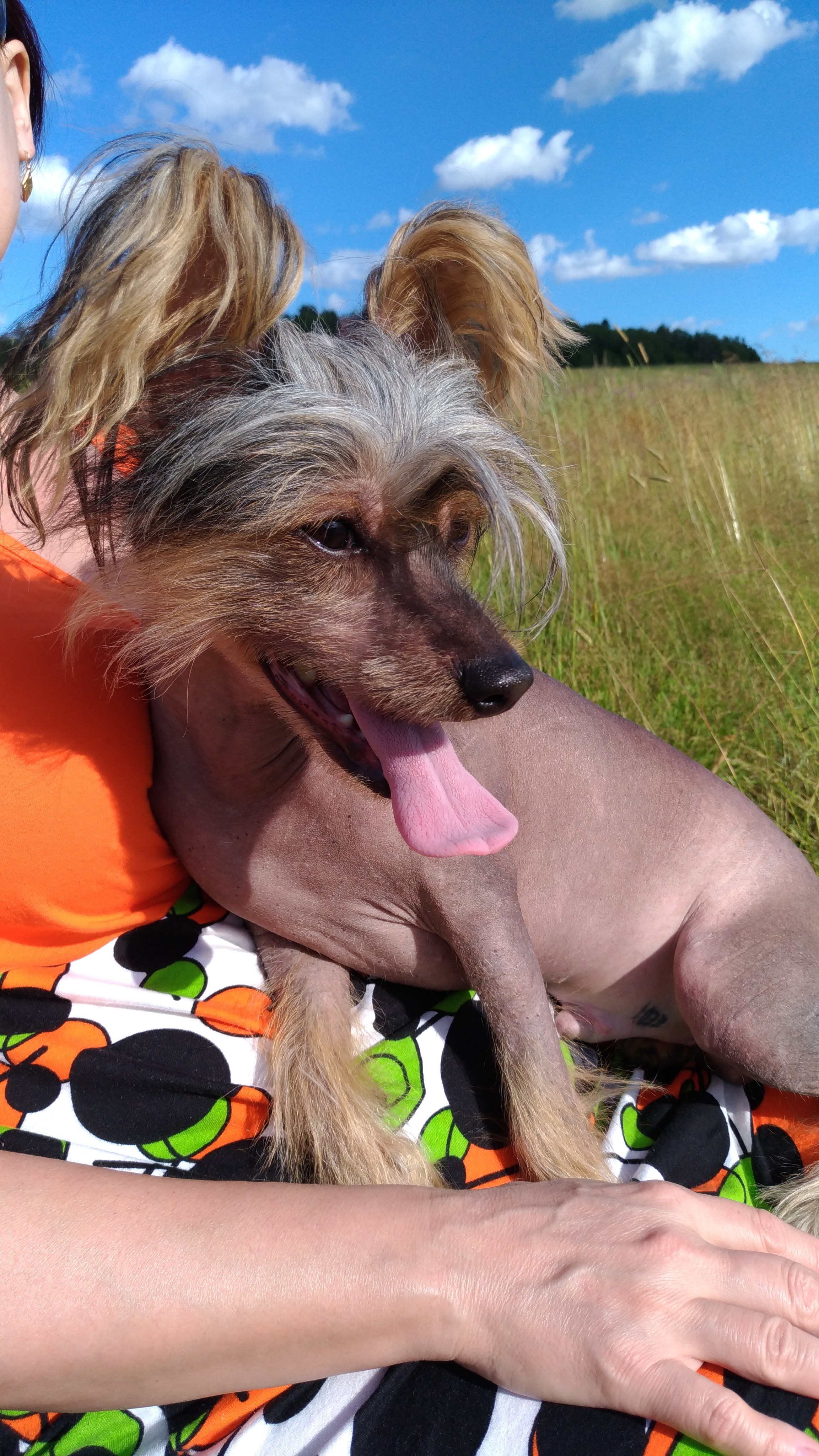 В поле под присмотром сокола. Питомник китайских хохлатых собак Poale Ell: купить щенка в питомнике