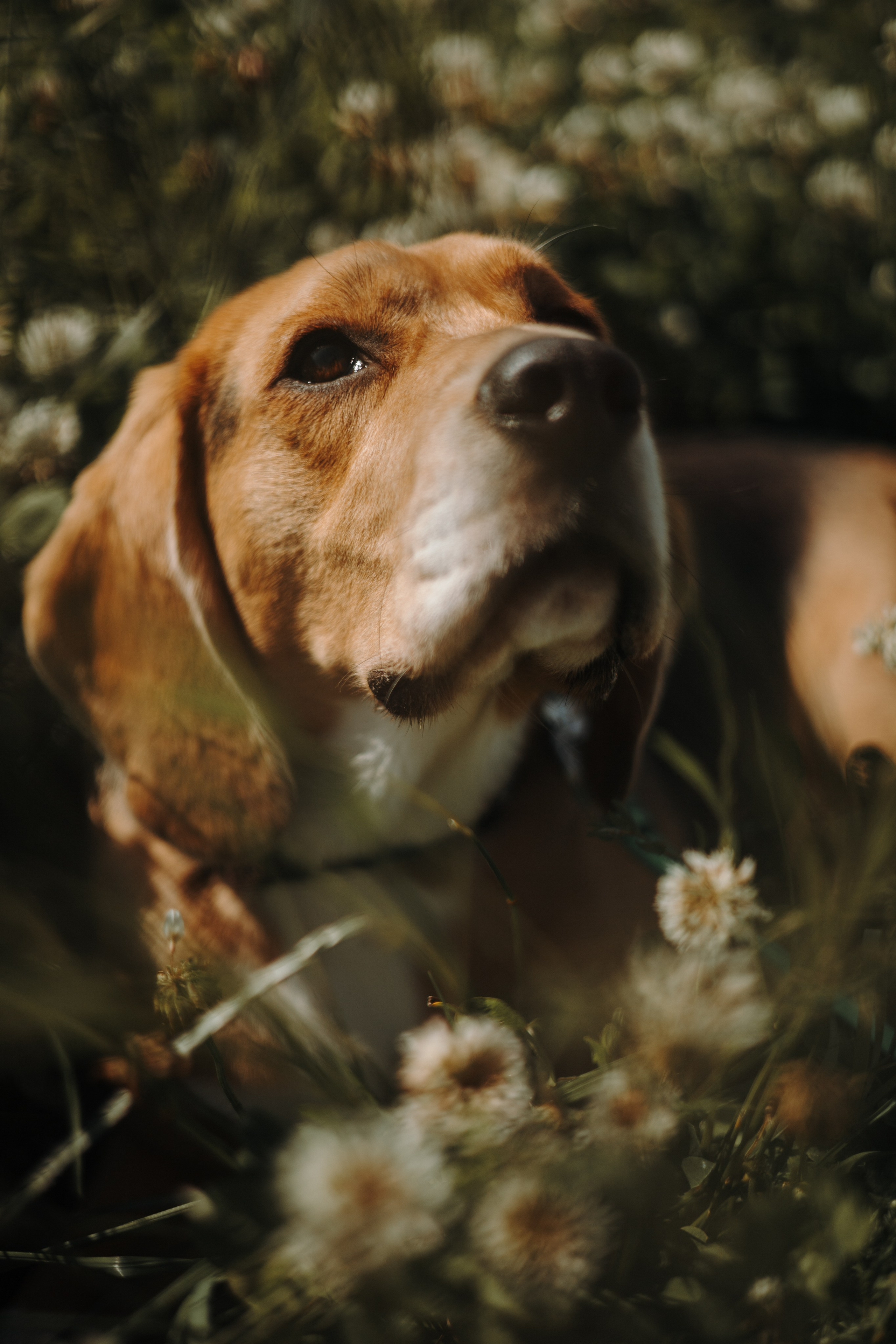 Катя и Оуджи. Фотограф — анималист •love-story•|Санкт-Петербург