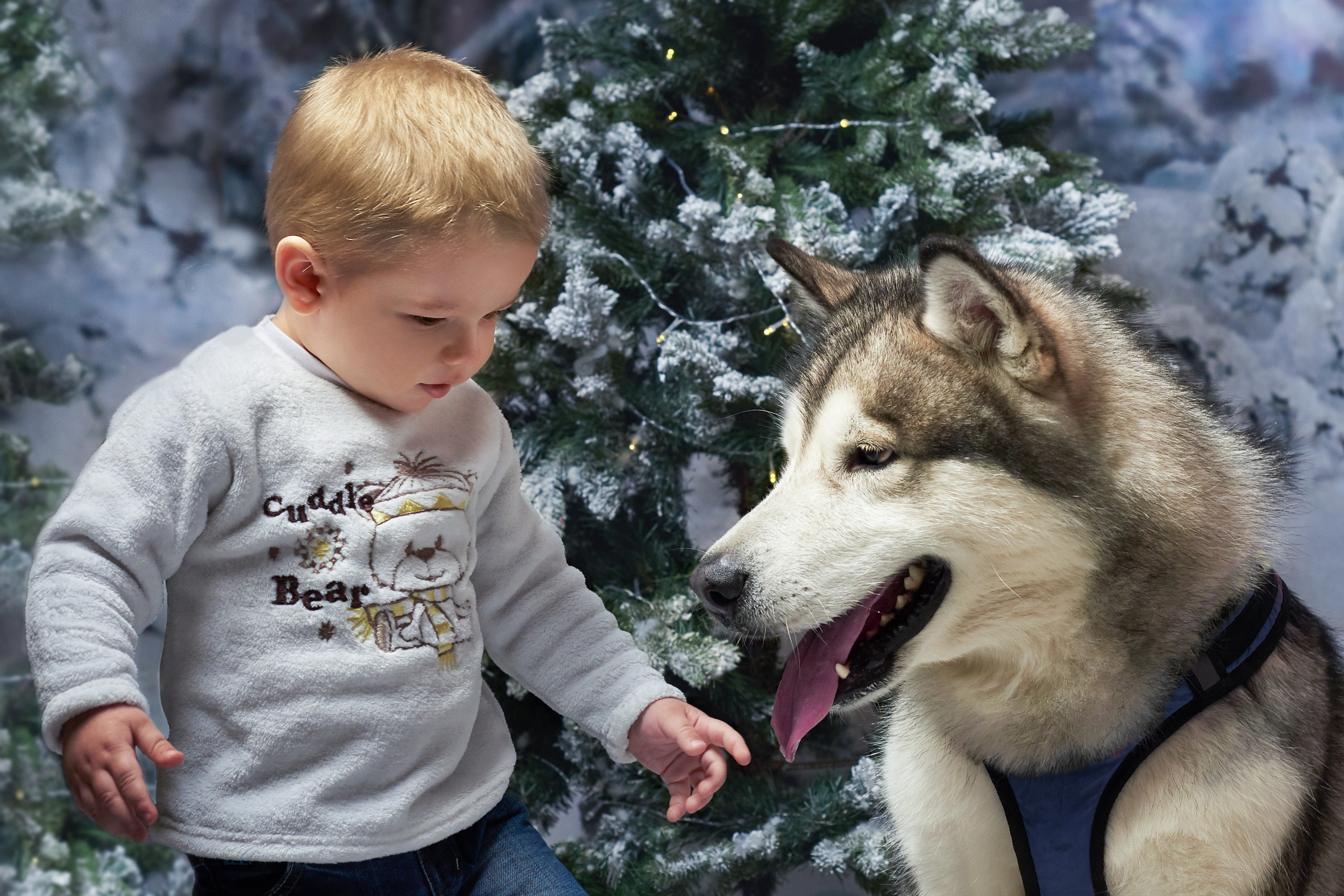 новогодняя фотосессия с ребенком и собакой в студии - маленький мальчик с маламутом на фоне ёлки