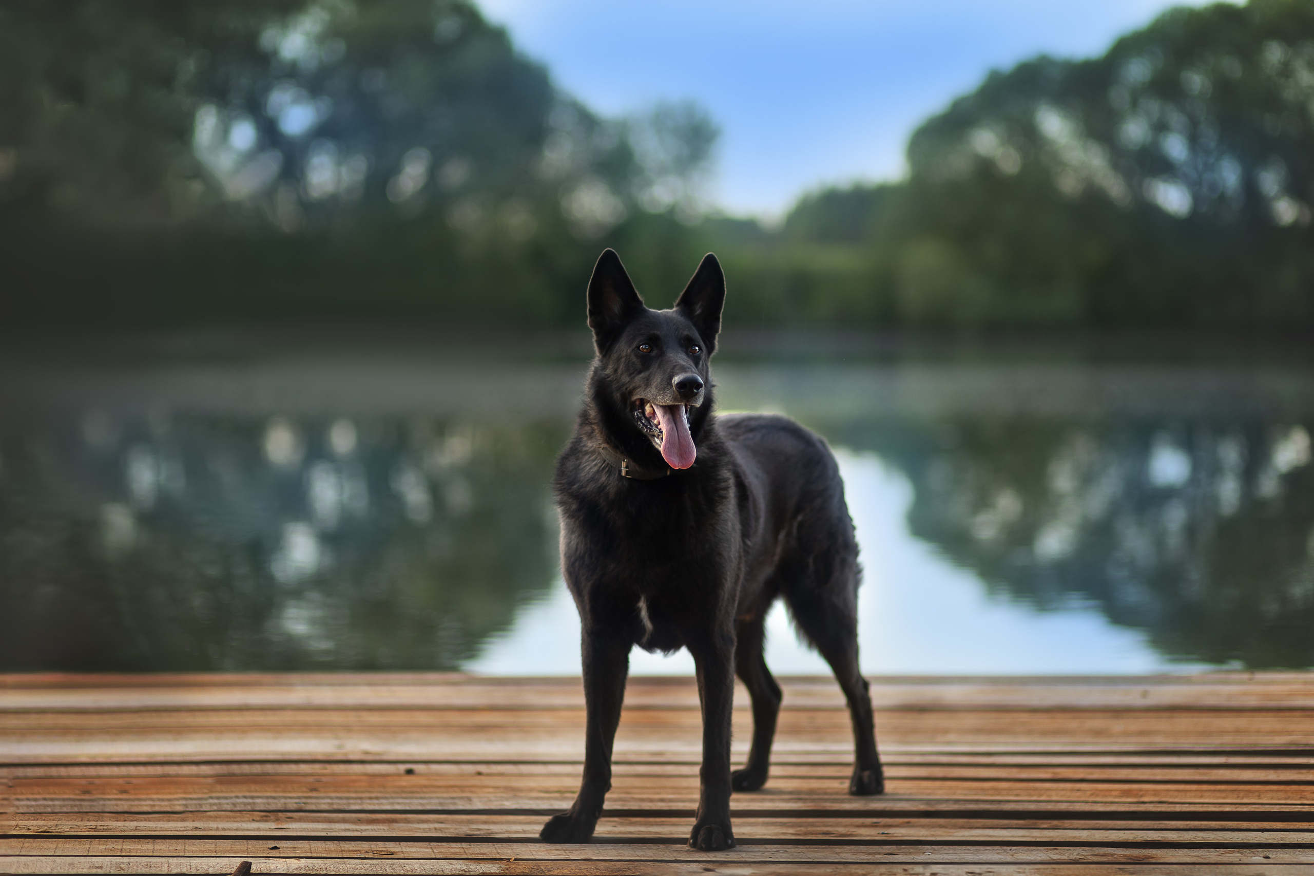 ИЩУТ ДОМ. Фотограф-анималист в Москве и Подмосковье