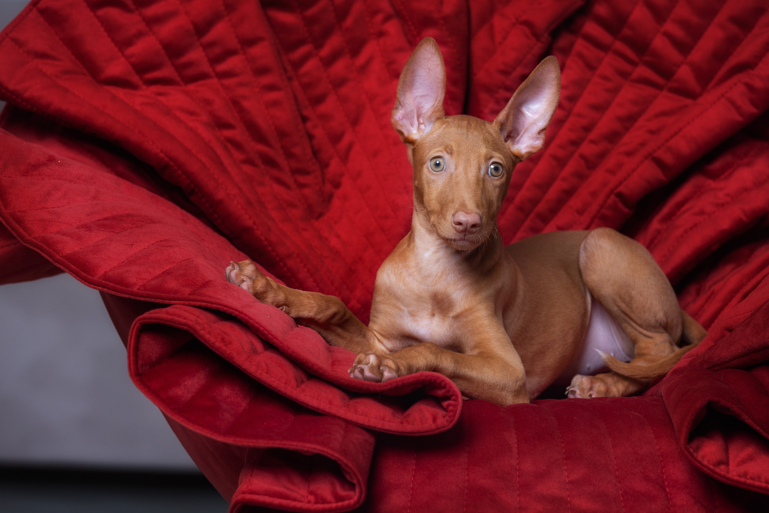 Фотограф Алена Звездина