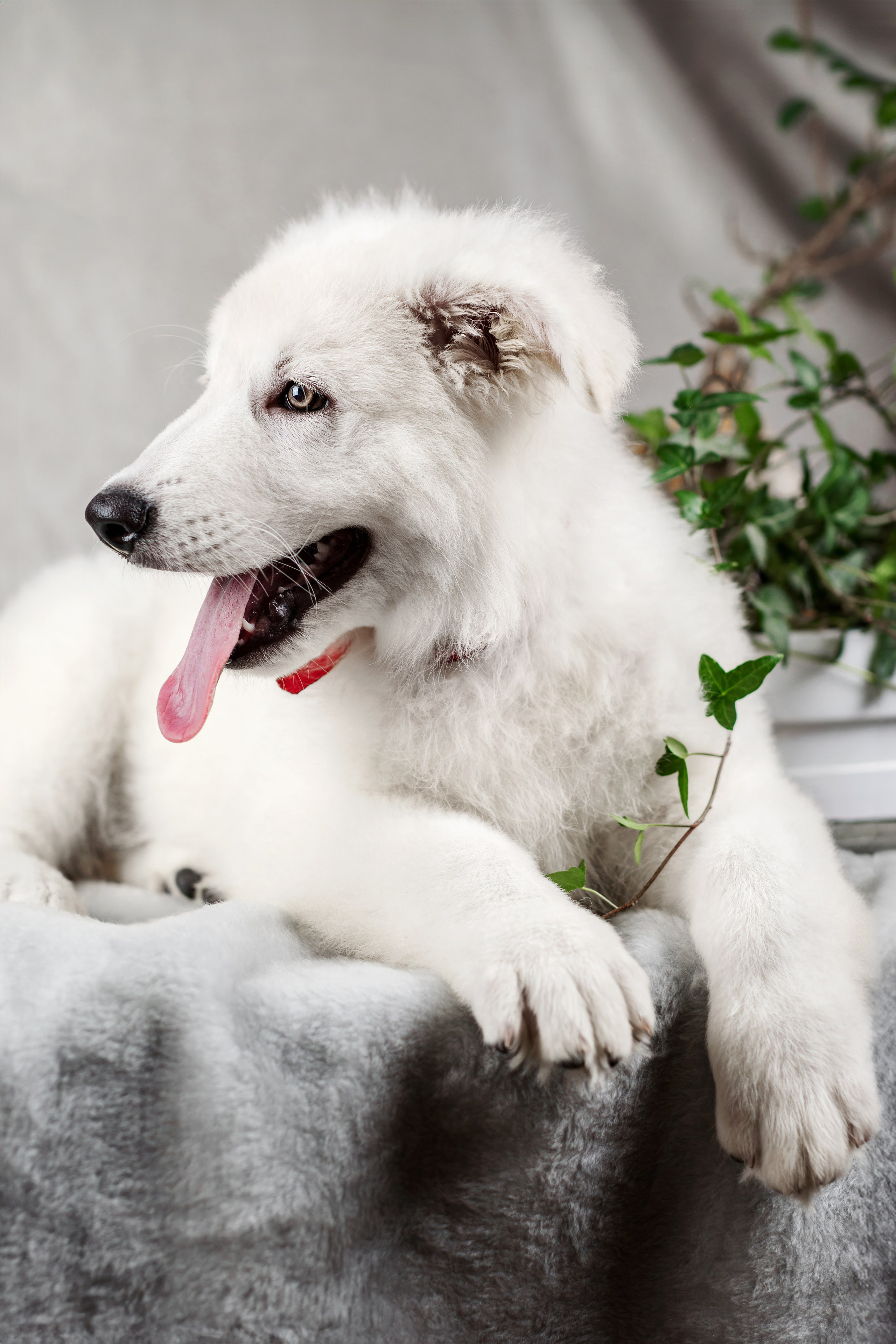 Щенки белой швейцарской овчарки. Фотограф-анималист Юлия Зубкова