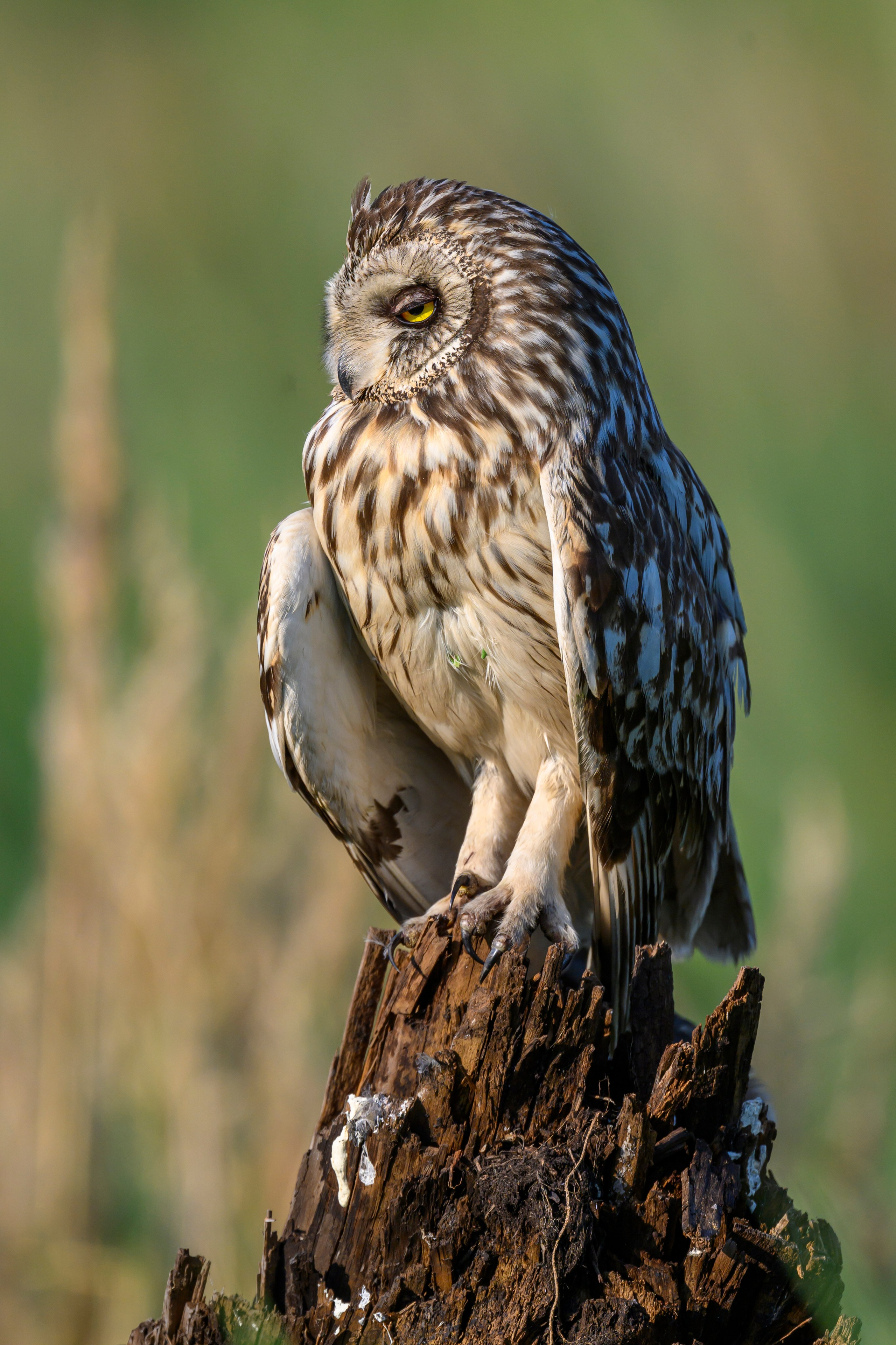 Совы умеют улыбаться. Owl can smile. Wildlife photography by Sergey Puponin