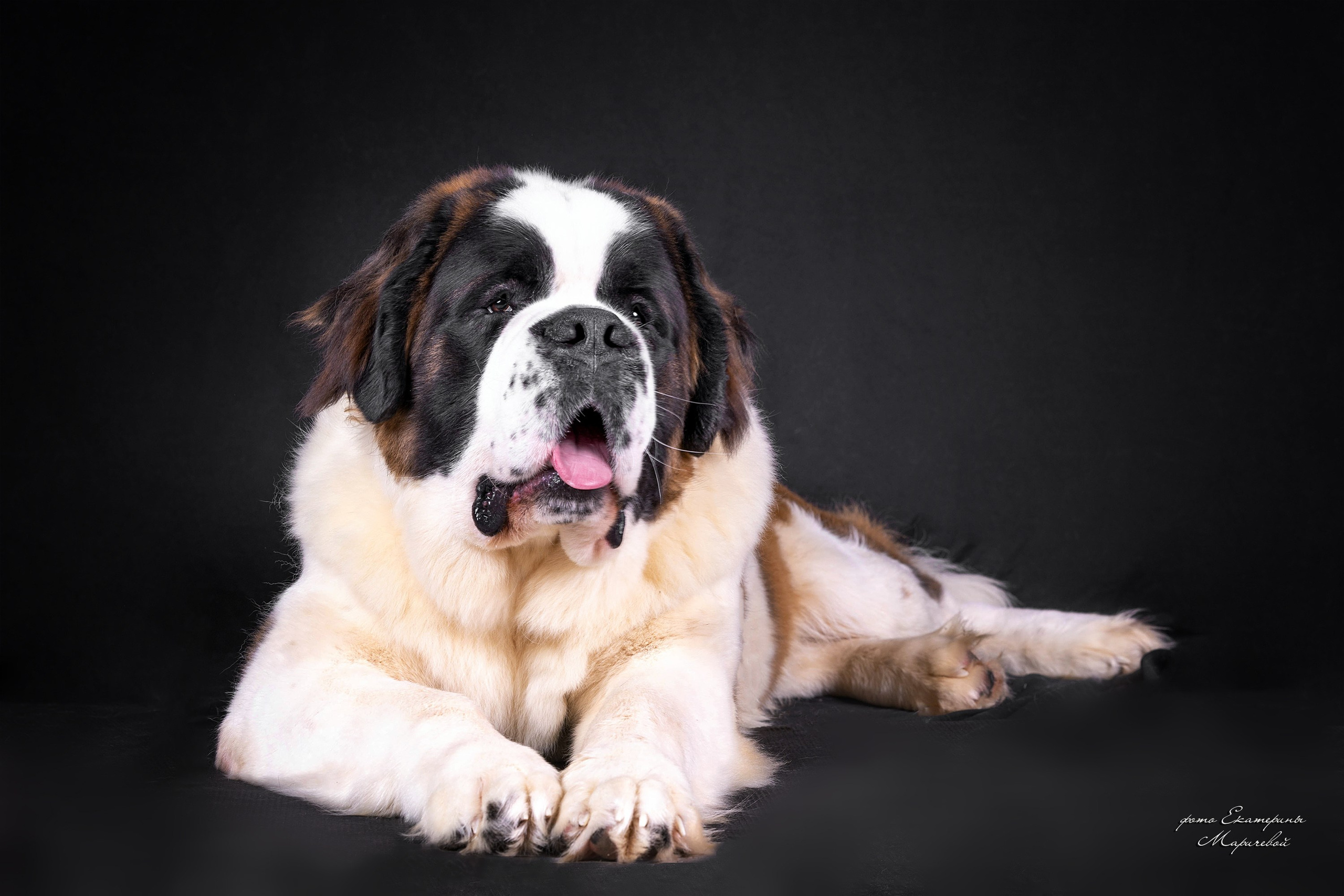 Фоны большого размера. Фотограф-анималист в Омске Екатерина Маричева