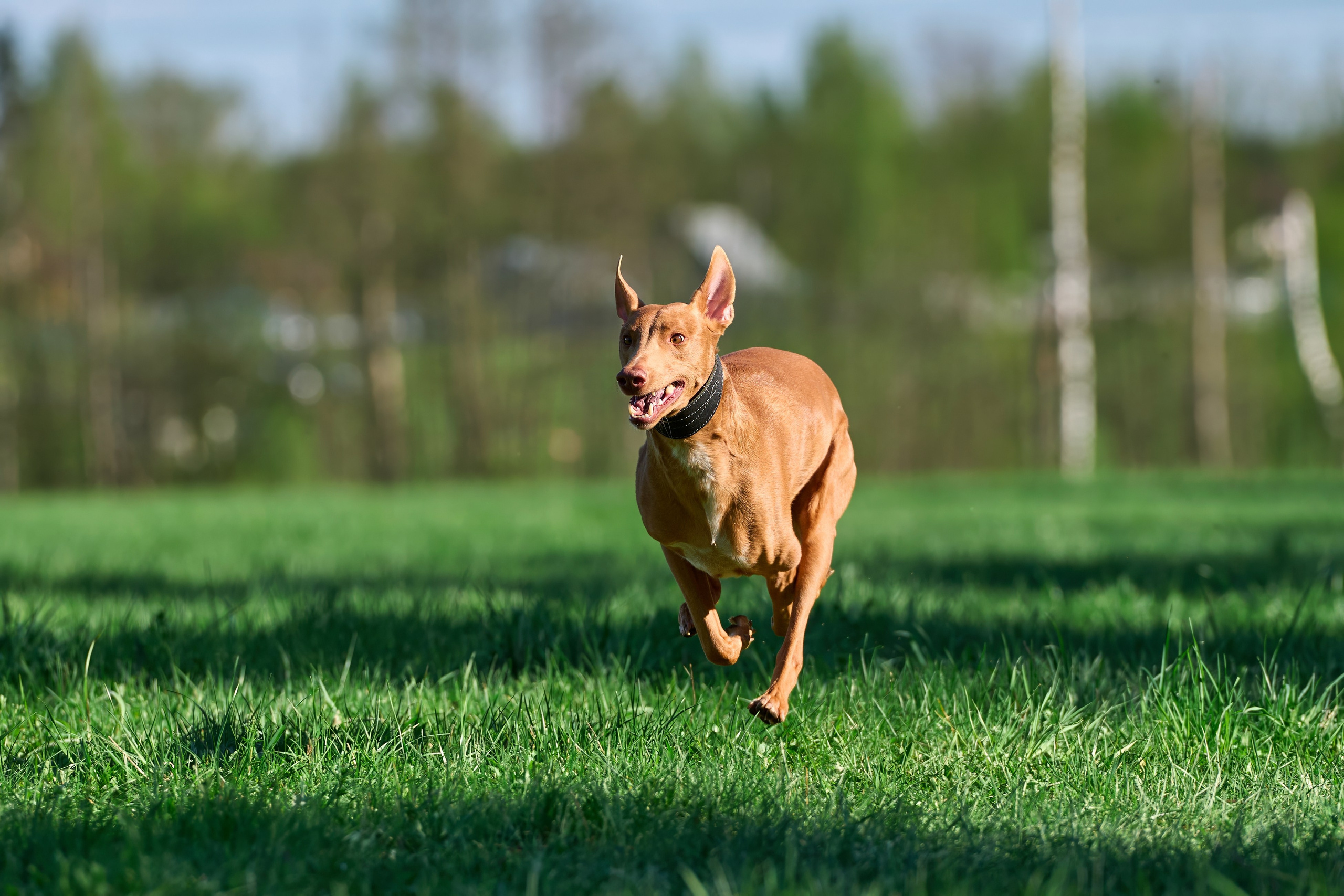 Тренировка по курсингу Донино. Фотограф-анималист Михаил Манухин