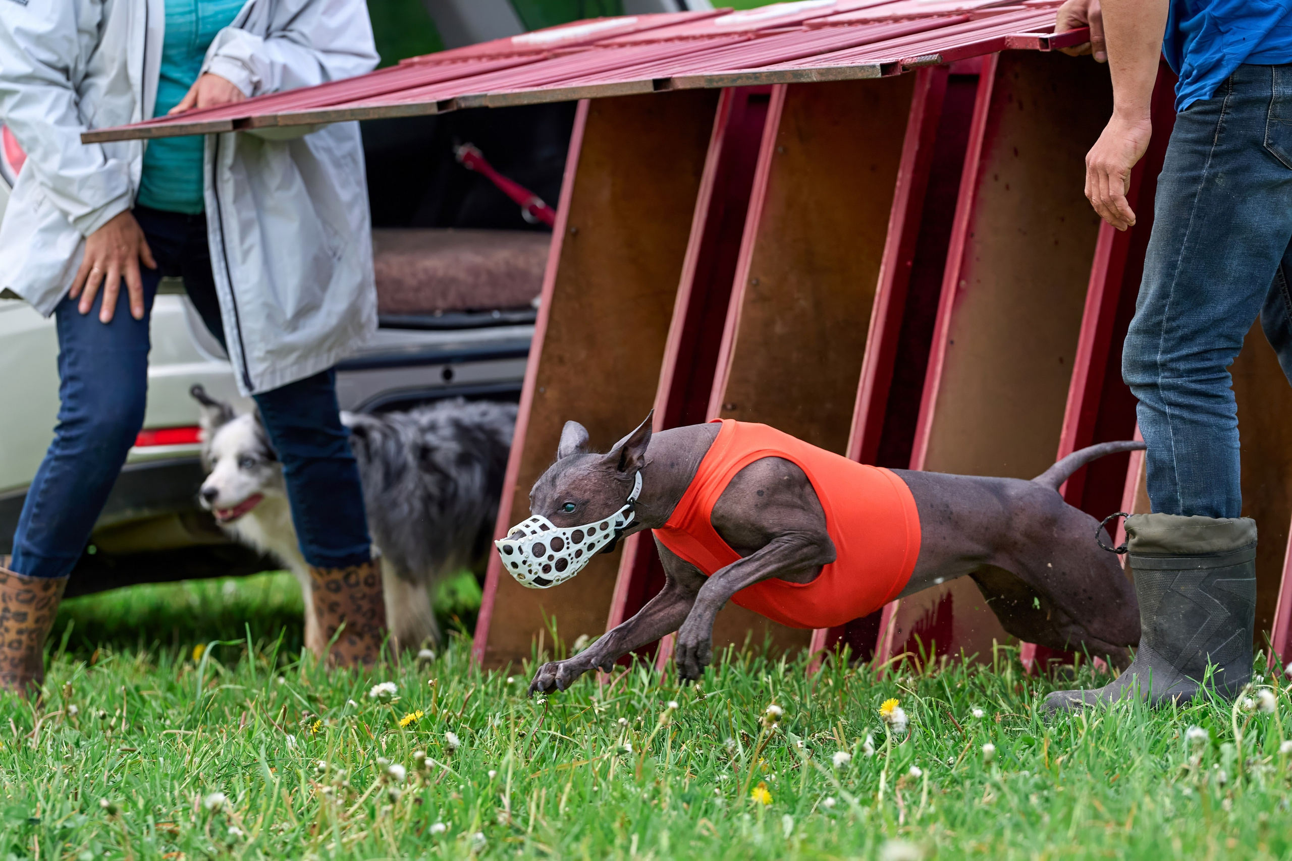 Квалификация по рейсингу. РАЛББ и Курсинг на Ярославке. Фотограф-анималист Михаил Манухин