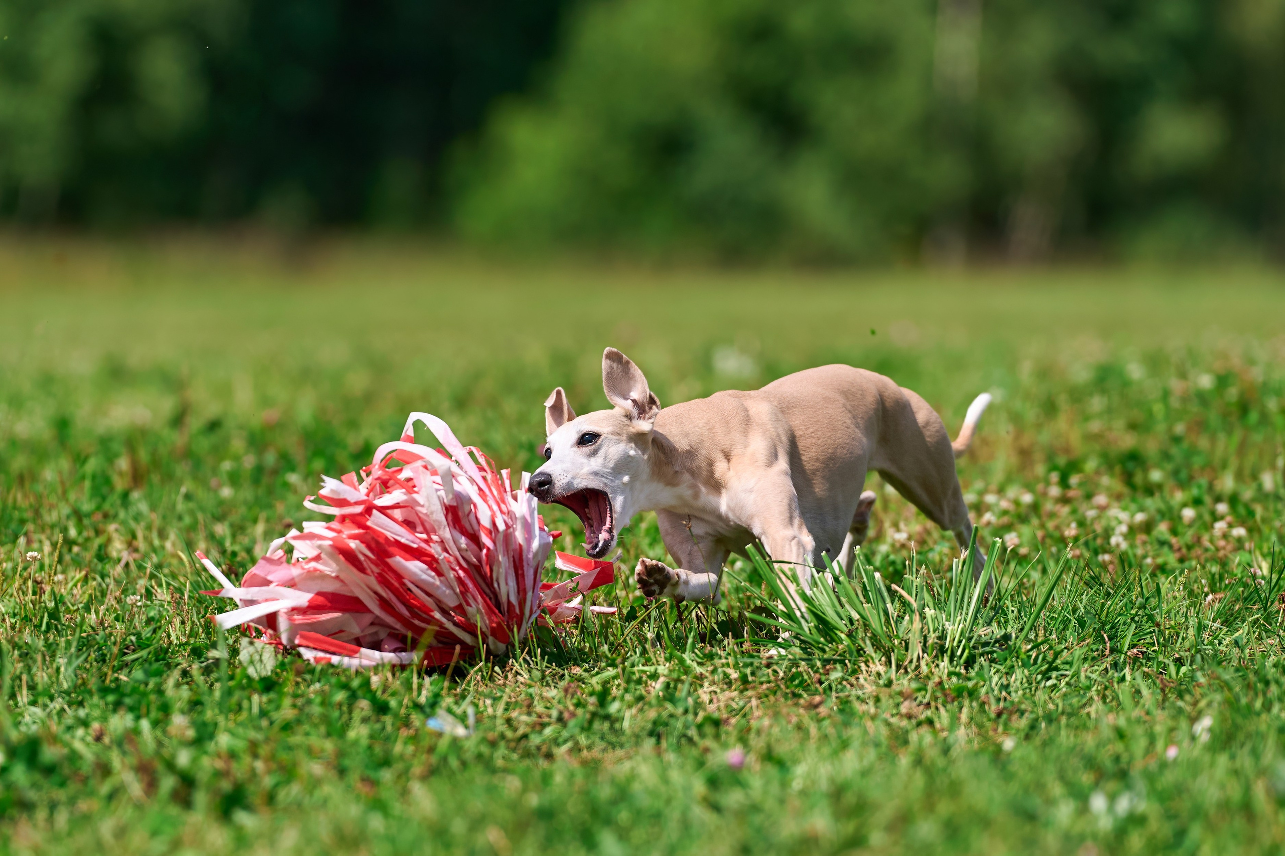Тренировка в Донино. Фотограф-анималист Михаил Манухин