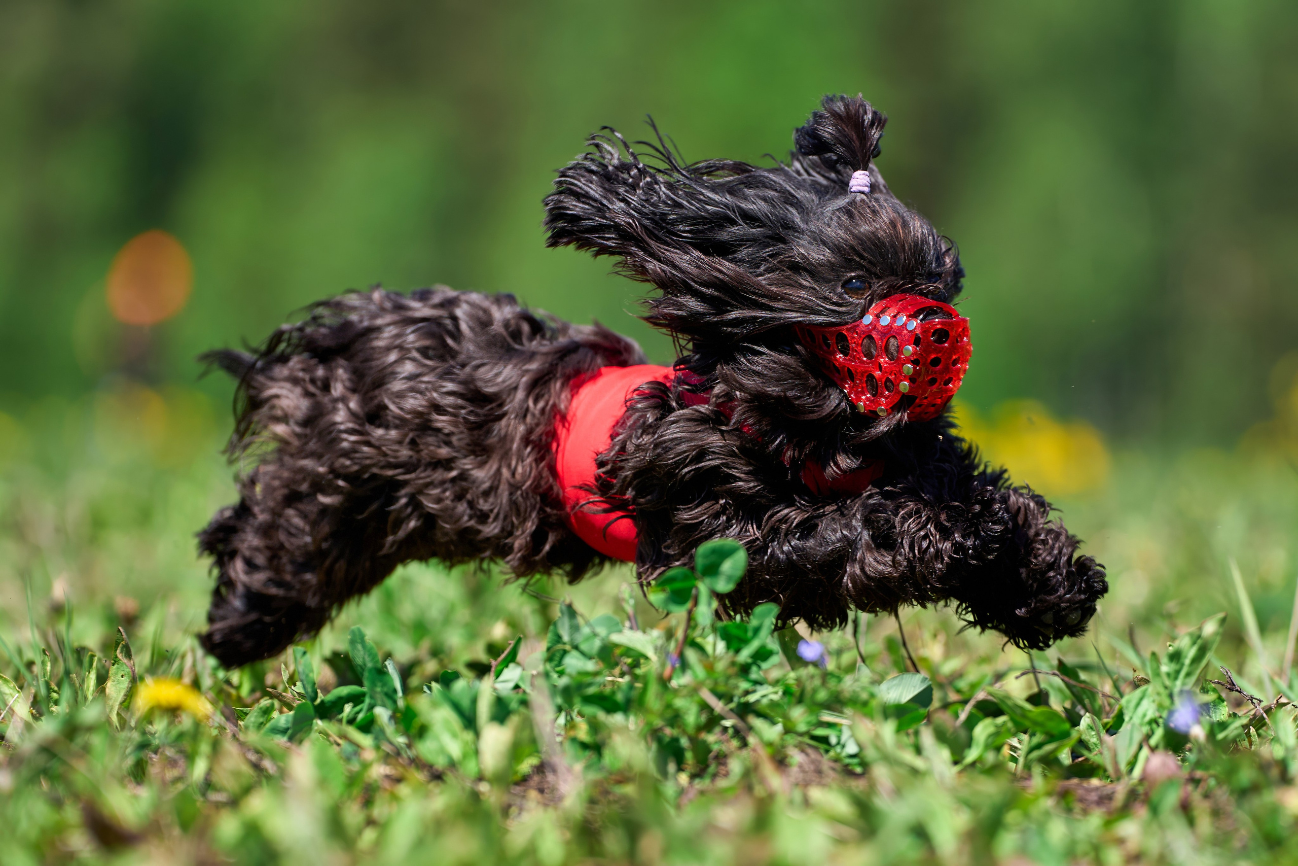 Квалификация по курсингу Донино. Фотограф-анималист Михаил Манухин