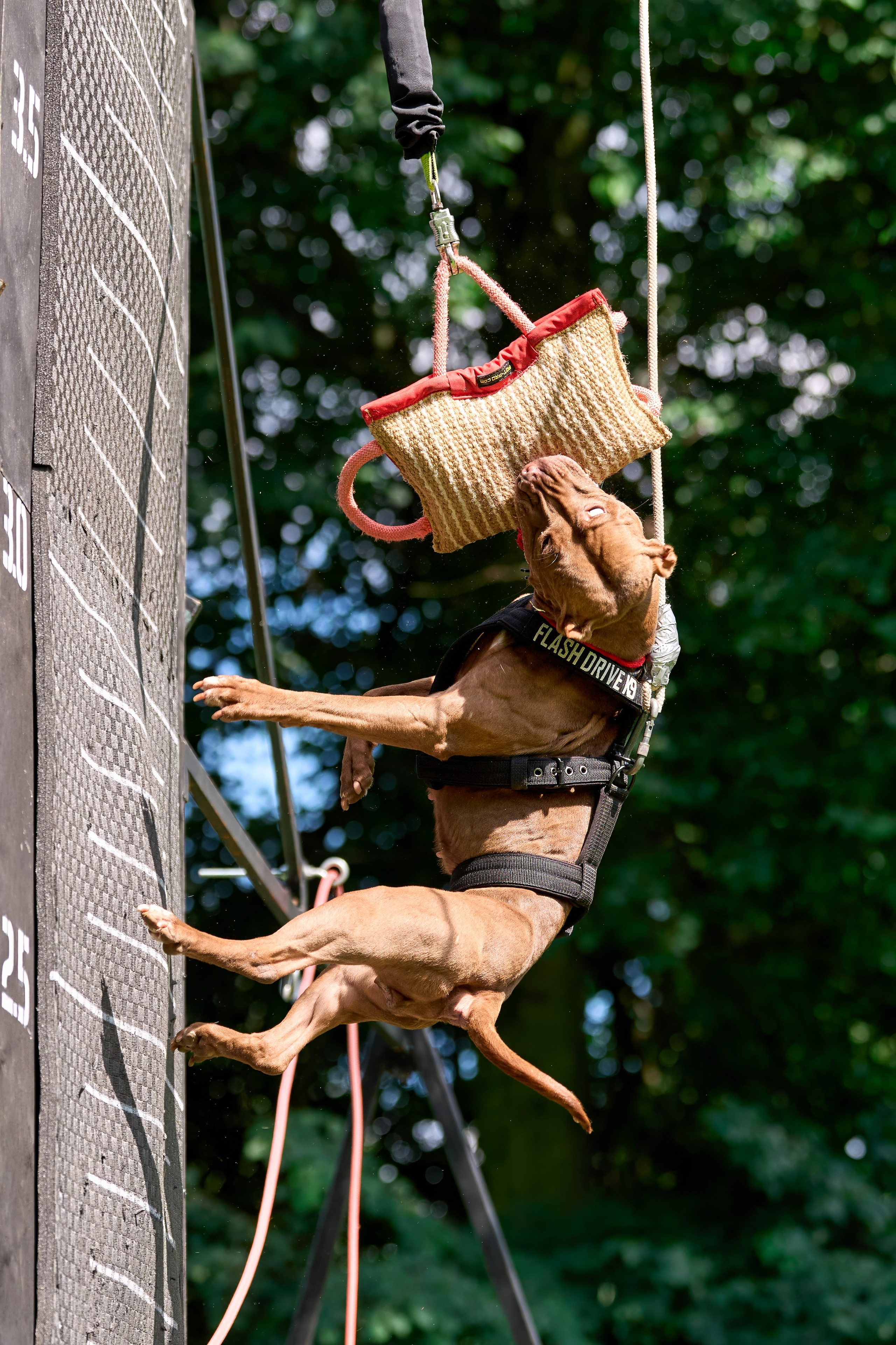 Двухдневные соревнования «Jump'n'Gym Fest — 2024». Фотограф-анималист Михаил Манухин