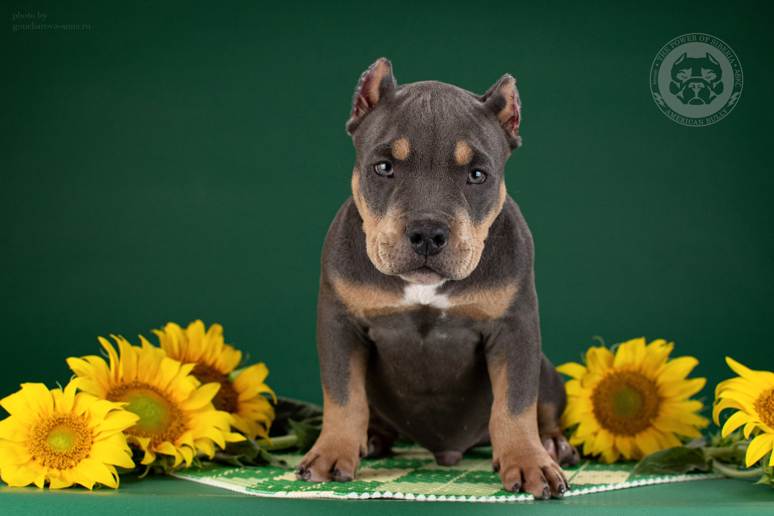 продажа щенков Американского Булли в Москве