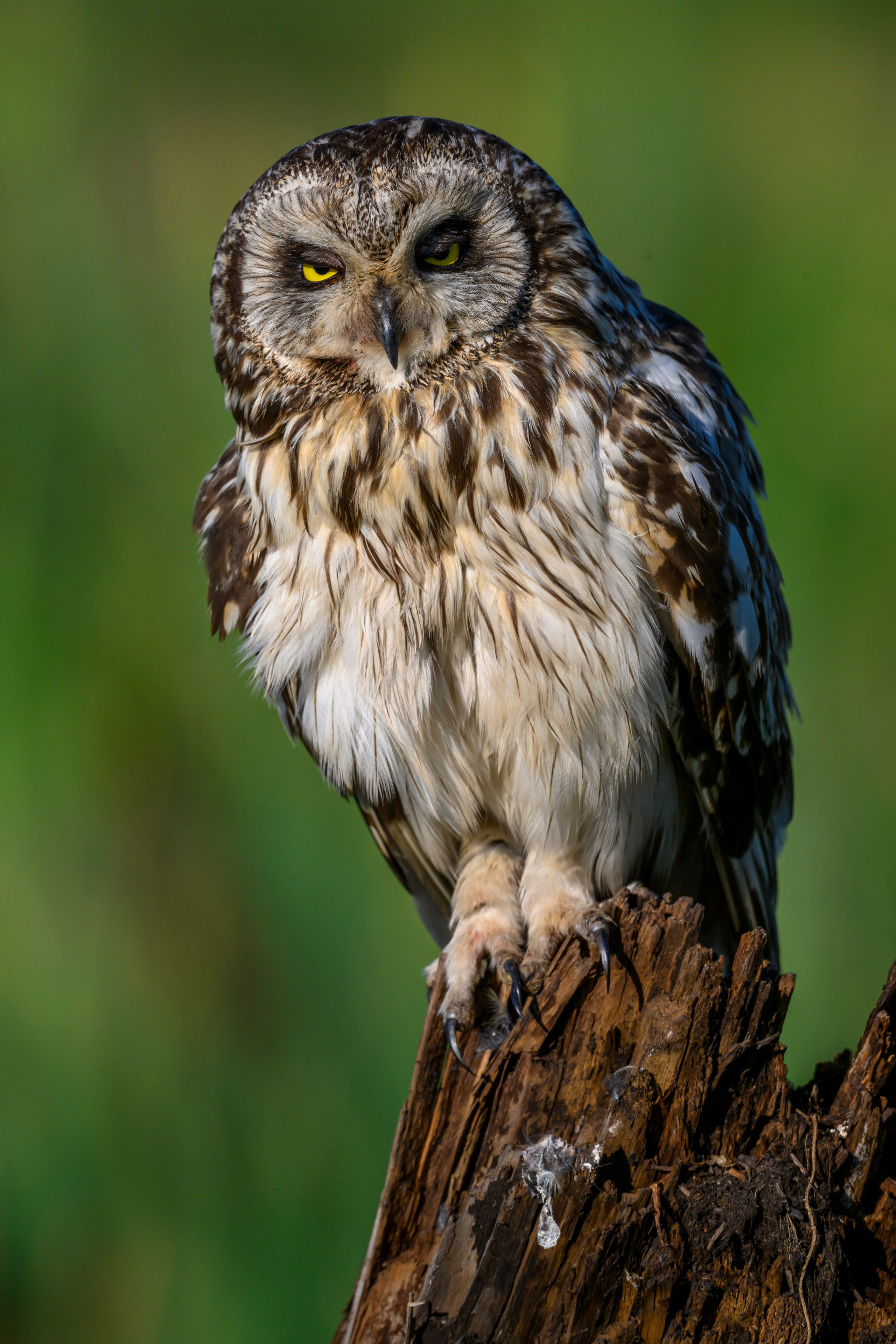 Портреты совы. Owl Portraits. Wildlife photography by Sergey Puponin