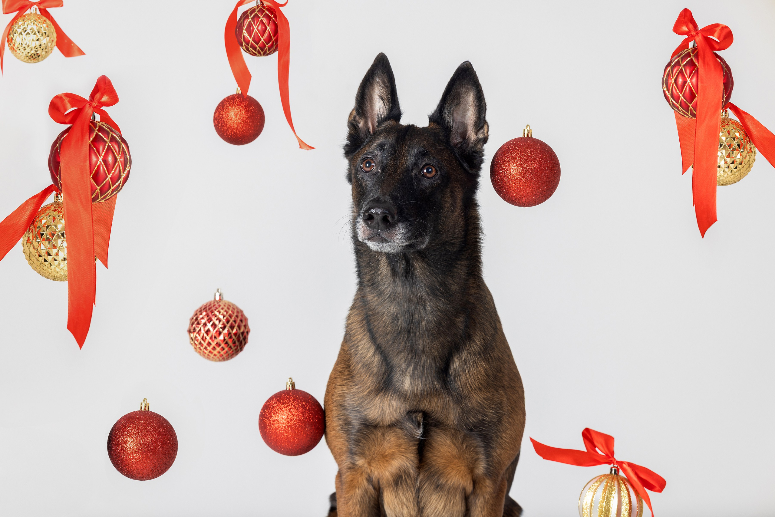Фотограф Алена Звездина