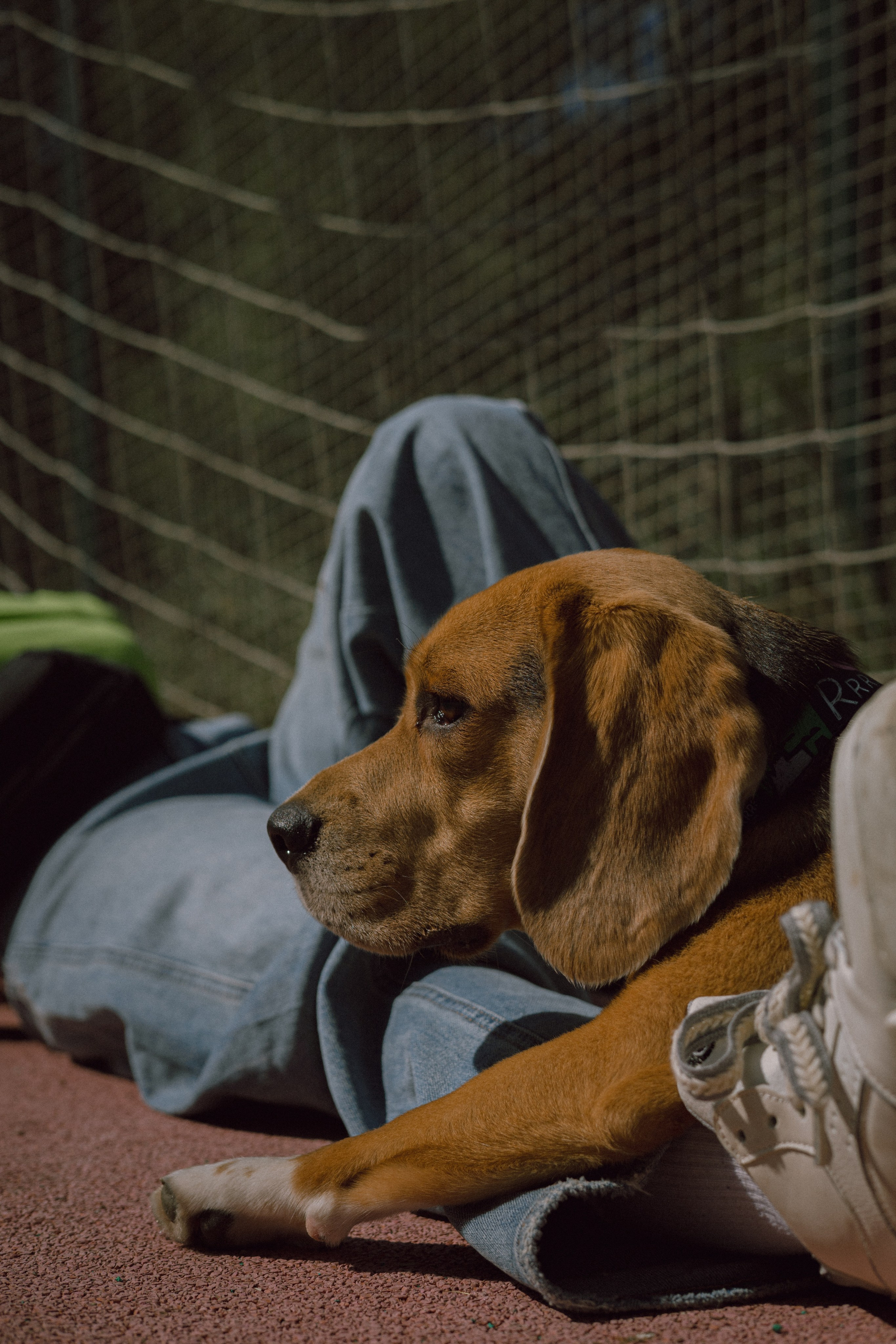 Катя и Оуджи. Фотограф — анималист •love-story•|Санкт-Петербург