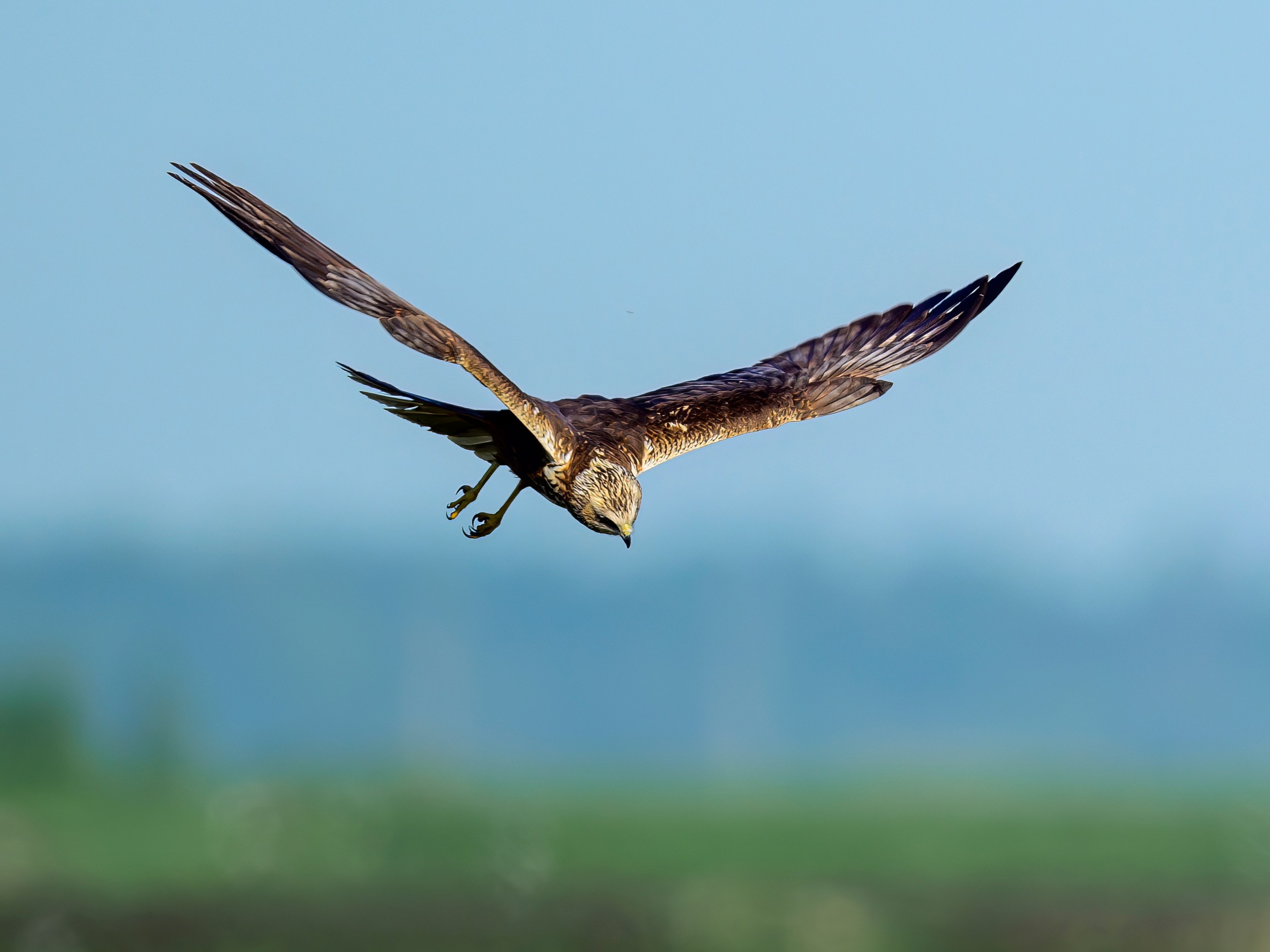 Лебеди, совы и лунь. Wildlife photography by Sergey Puponin