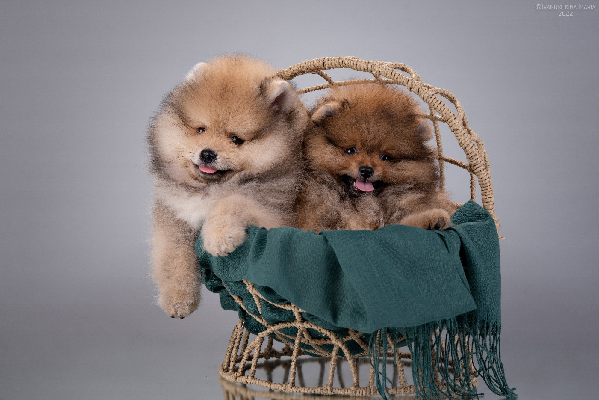 Фотосессия щенков на фонах. Фотограф собак в Москве и Московской области Иванушкина Мария