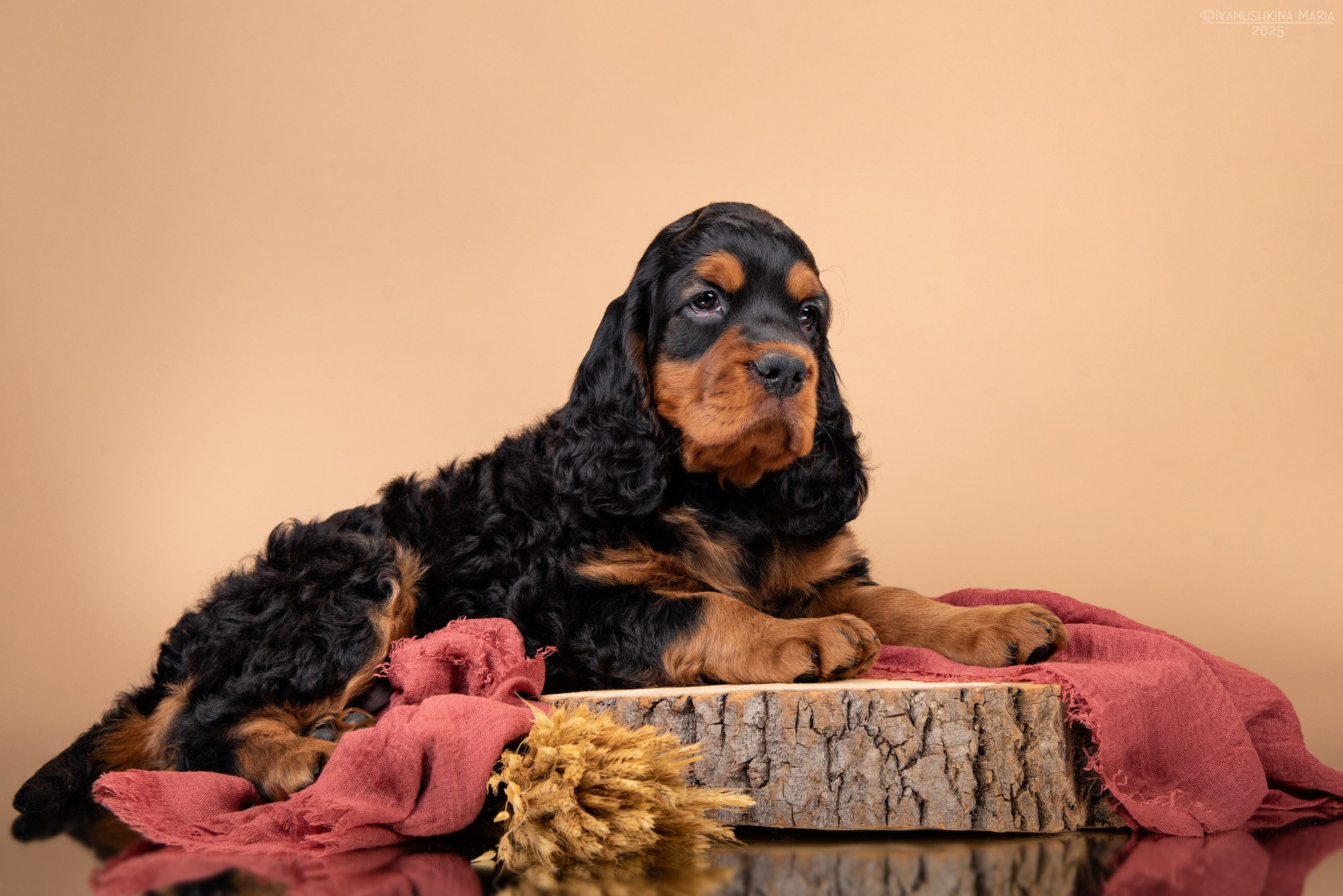 Фотосессия щенков на фонах. Фотограф собак в Москве и Московской области Иванушкина Мария
