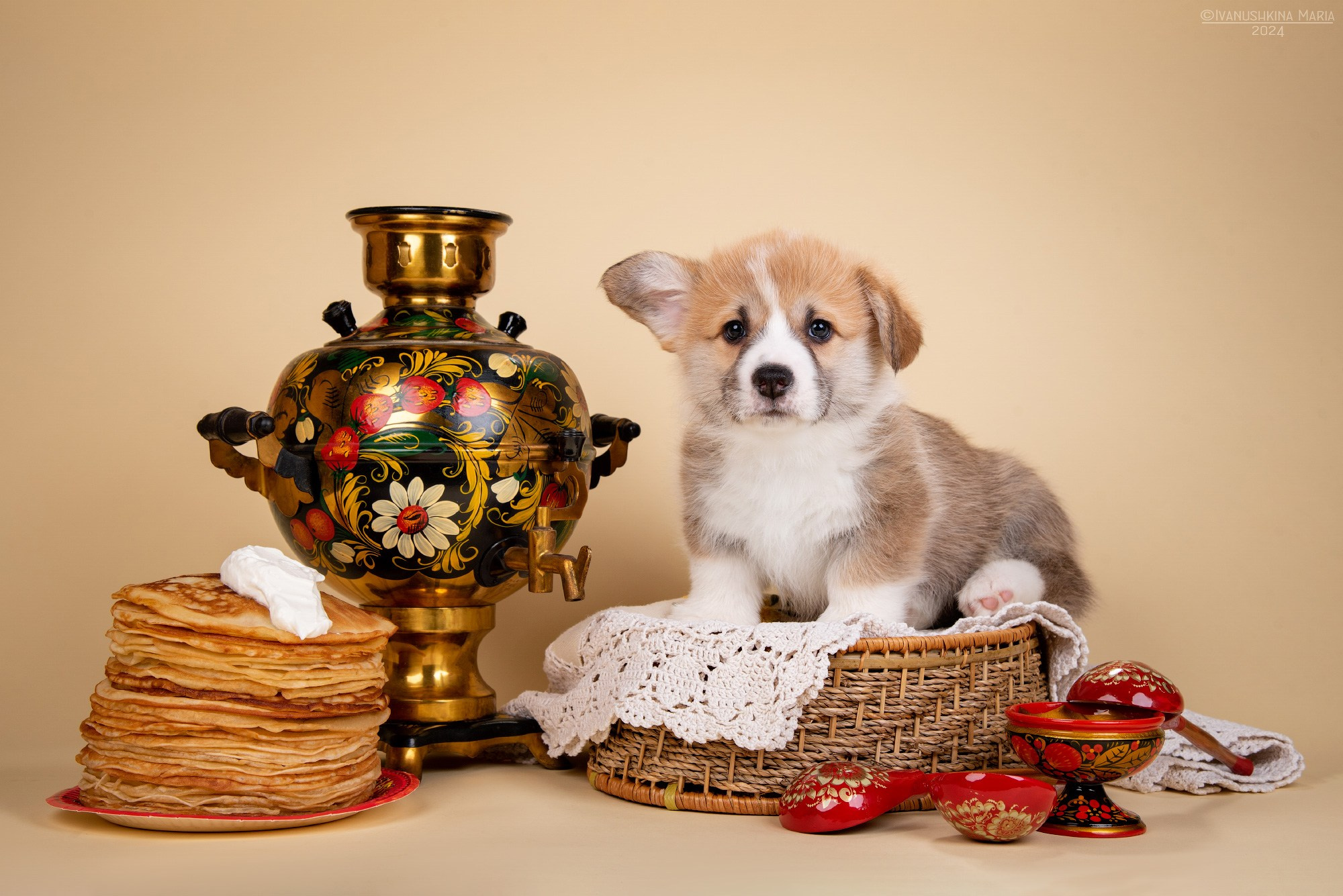 корги масленица