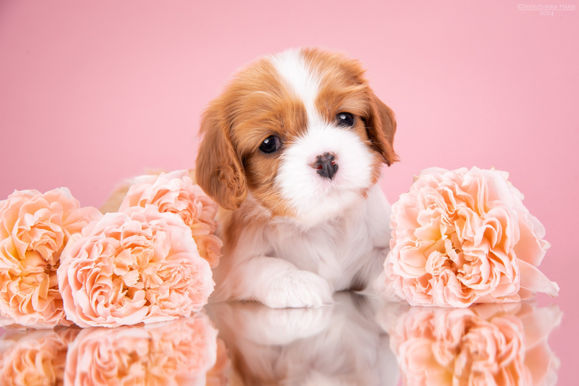 Фотосессия щенков на фонах. Фотограф собак в Москве и Московской области Иванушкина Мария