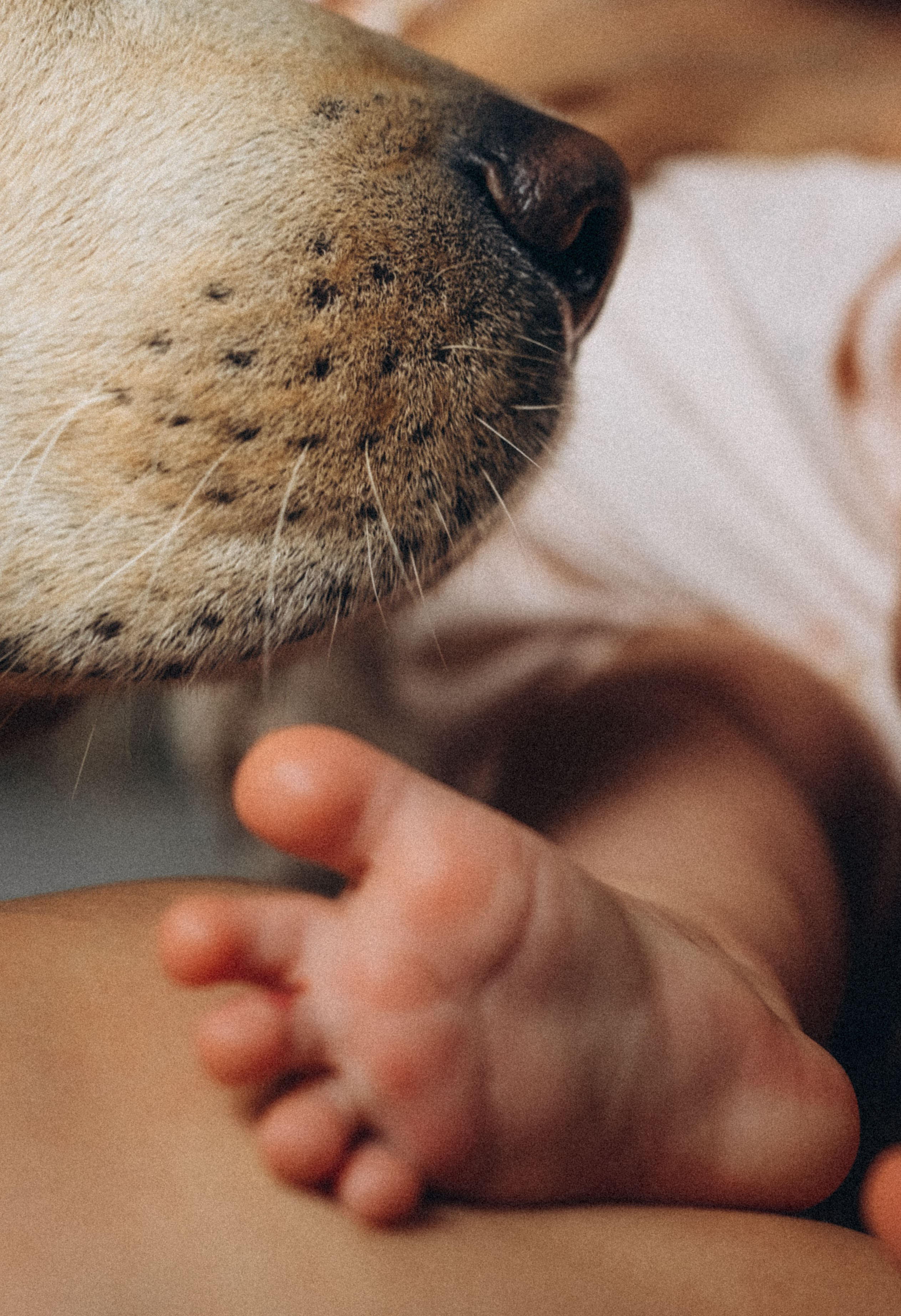 Семейный фотограф и анималист в Москве Анна Иванова