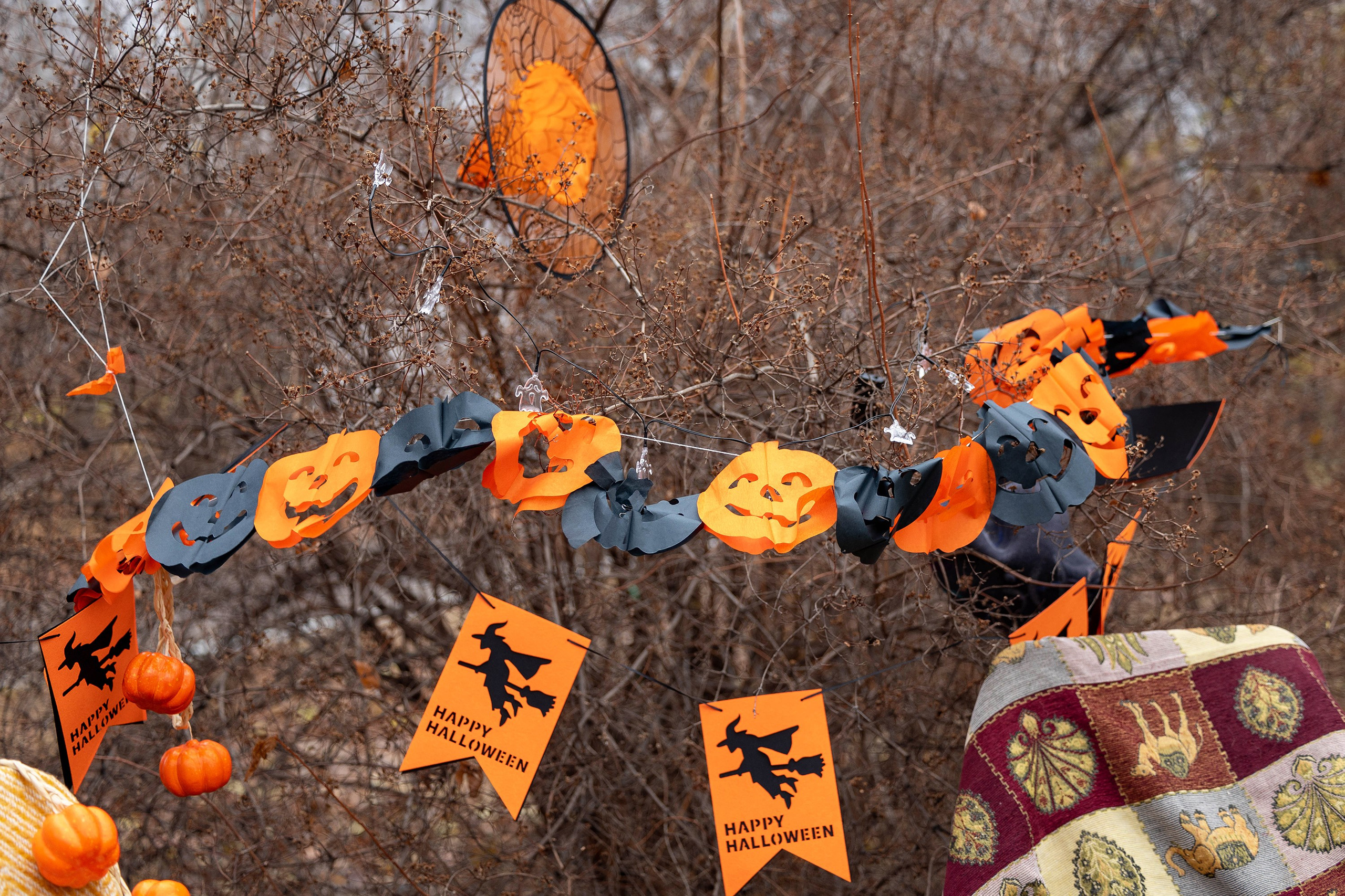 Корги-туса. Фотограф-анималист в Омске Екатерина Маричева