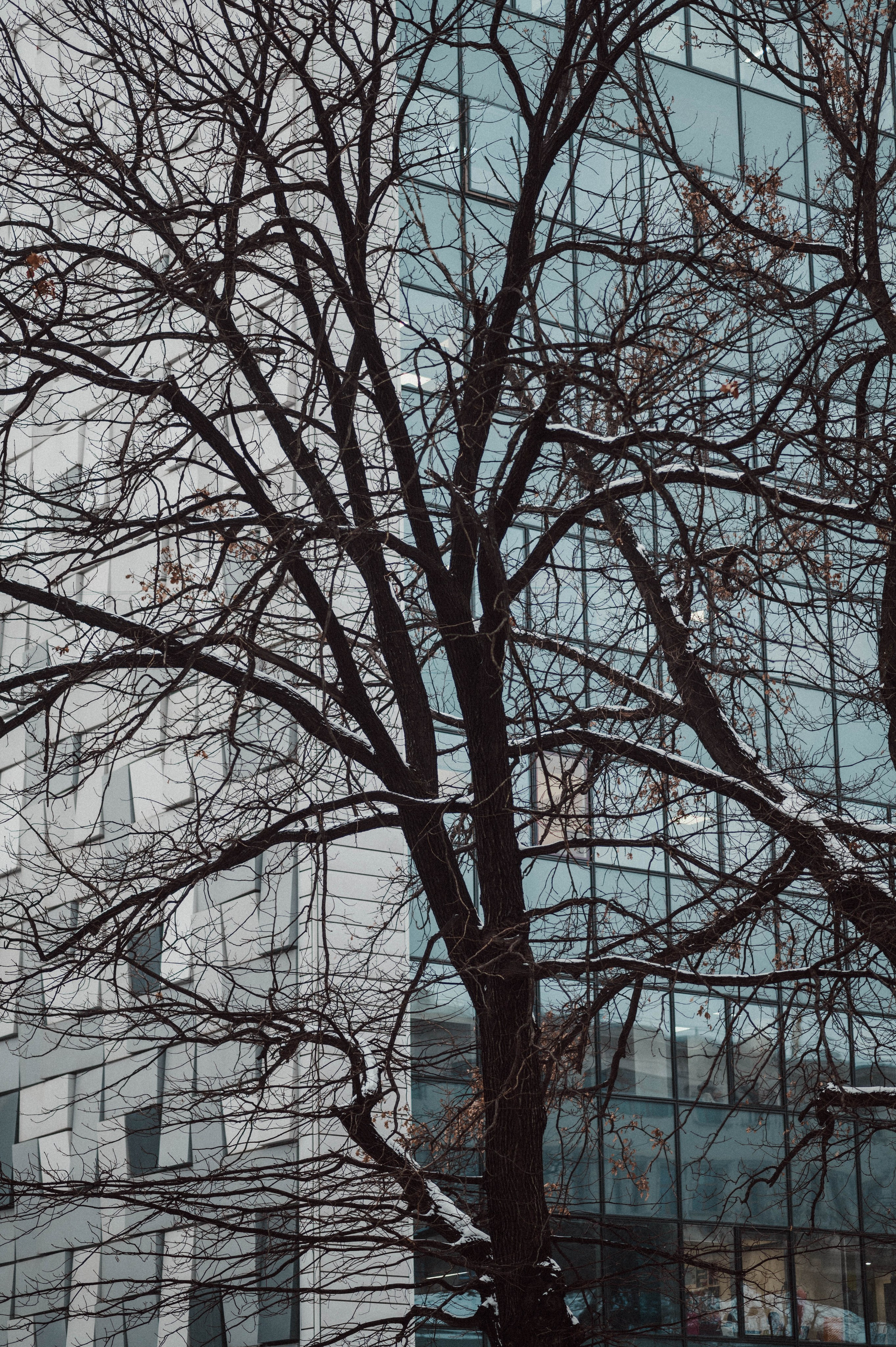 Стрит Алматы: зима 2024. Фотограф в Алматы — Дарья Фёдорова