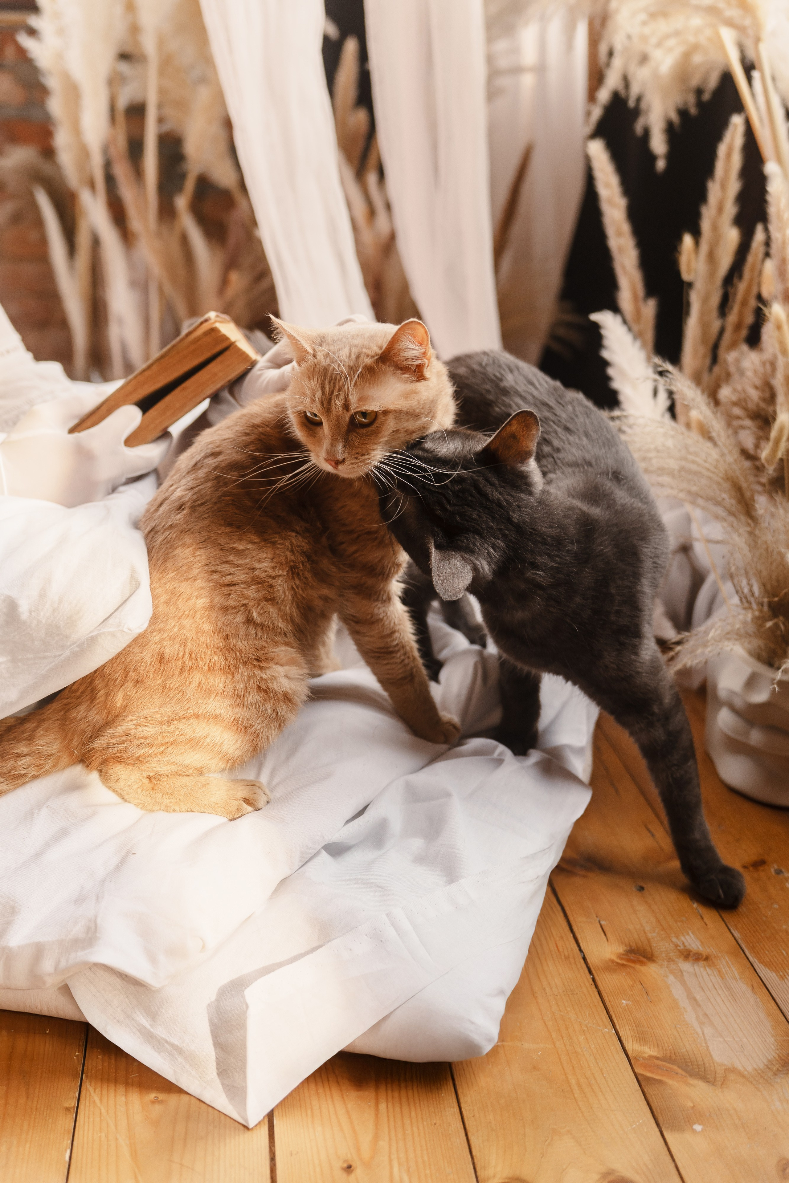 Танцоры и питомцы. ИТВИ