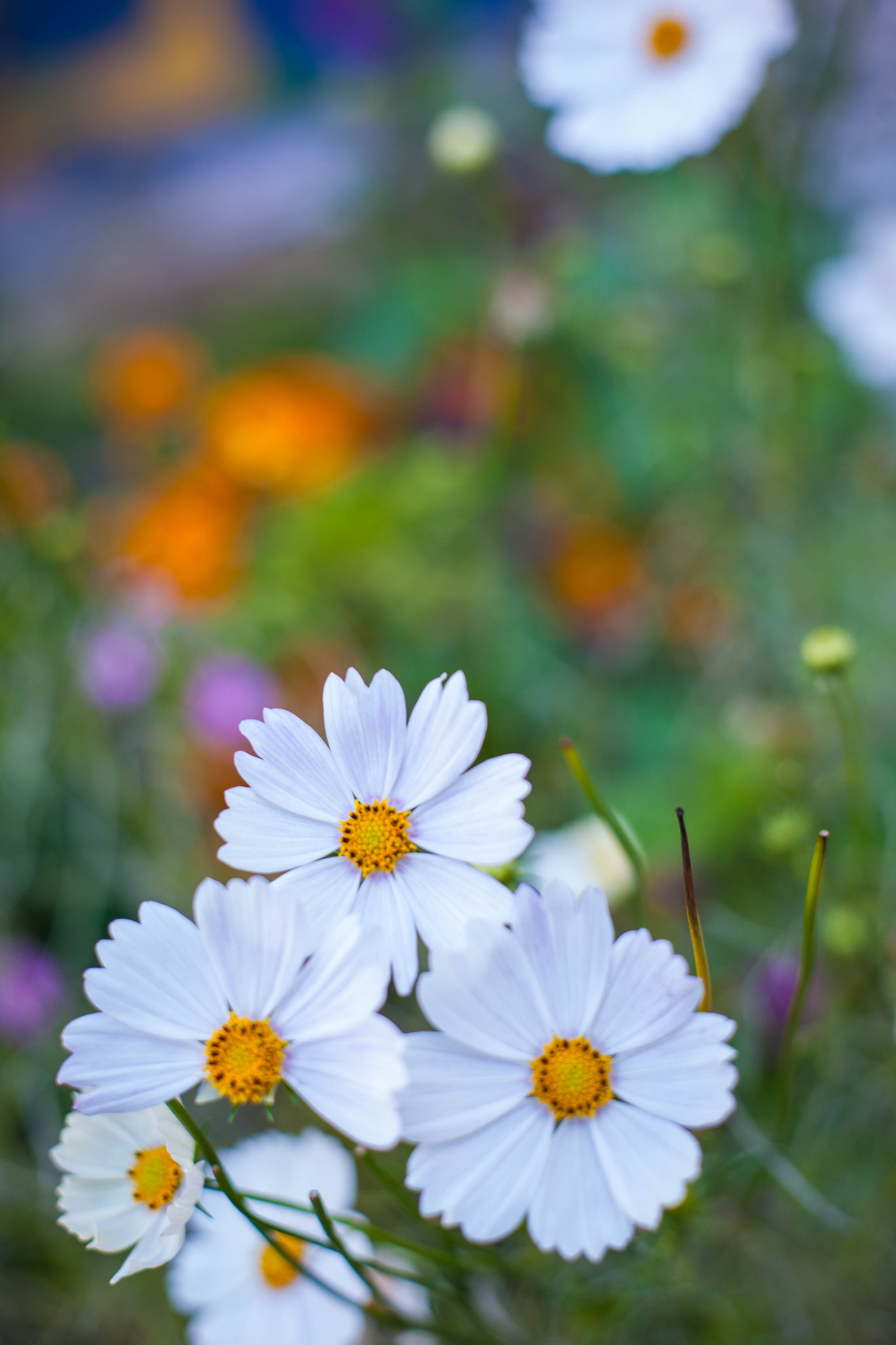 Провожаю лето. Slavilada-Лапки. Свет. Любовь… Профессиональная фотосессия питомцев Для памяти, пристройства и продажи. Хабаровск