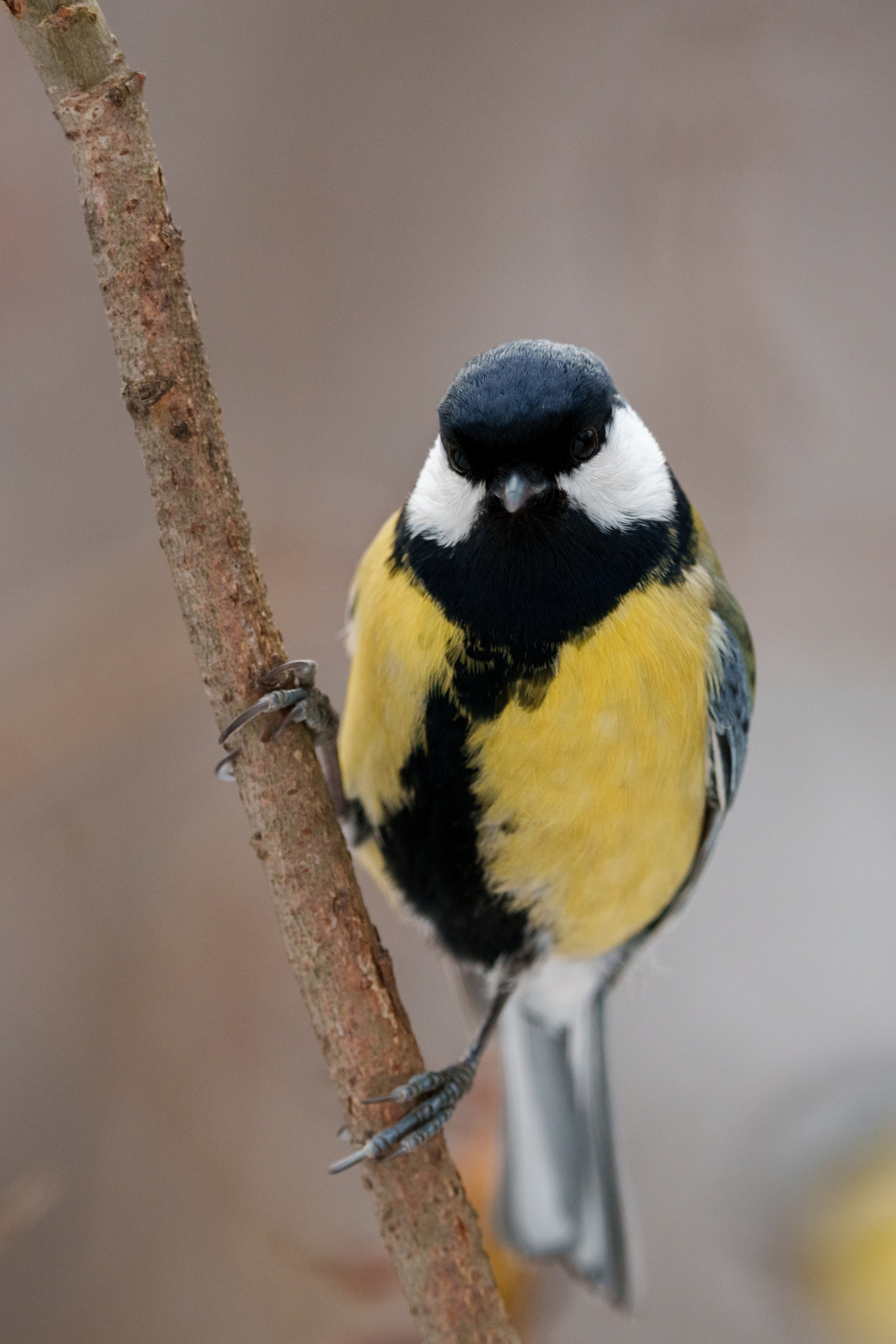 Снегирь. Донеал Скнарь — концертный фотограф