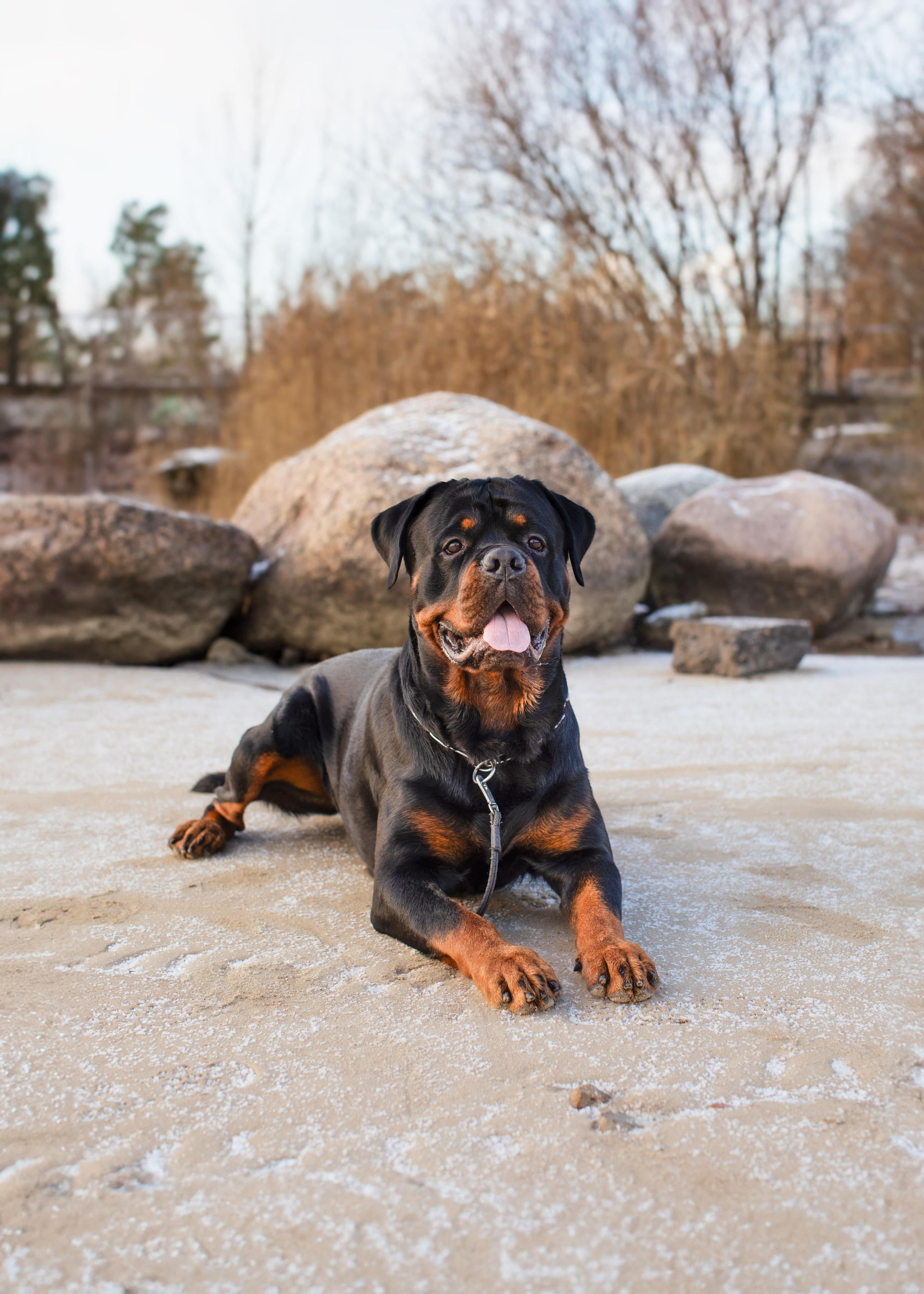 Портретная и семейная съемка. Фотограф анималист