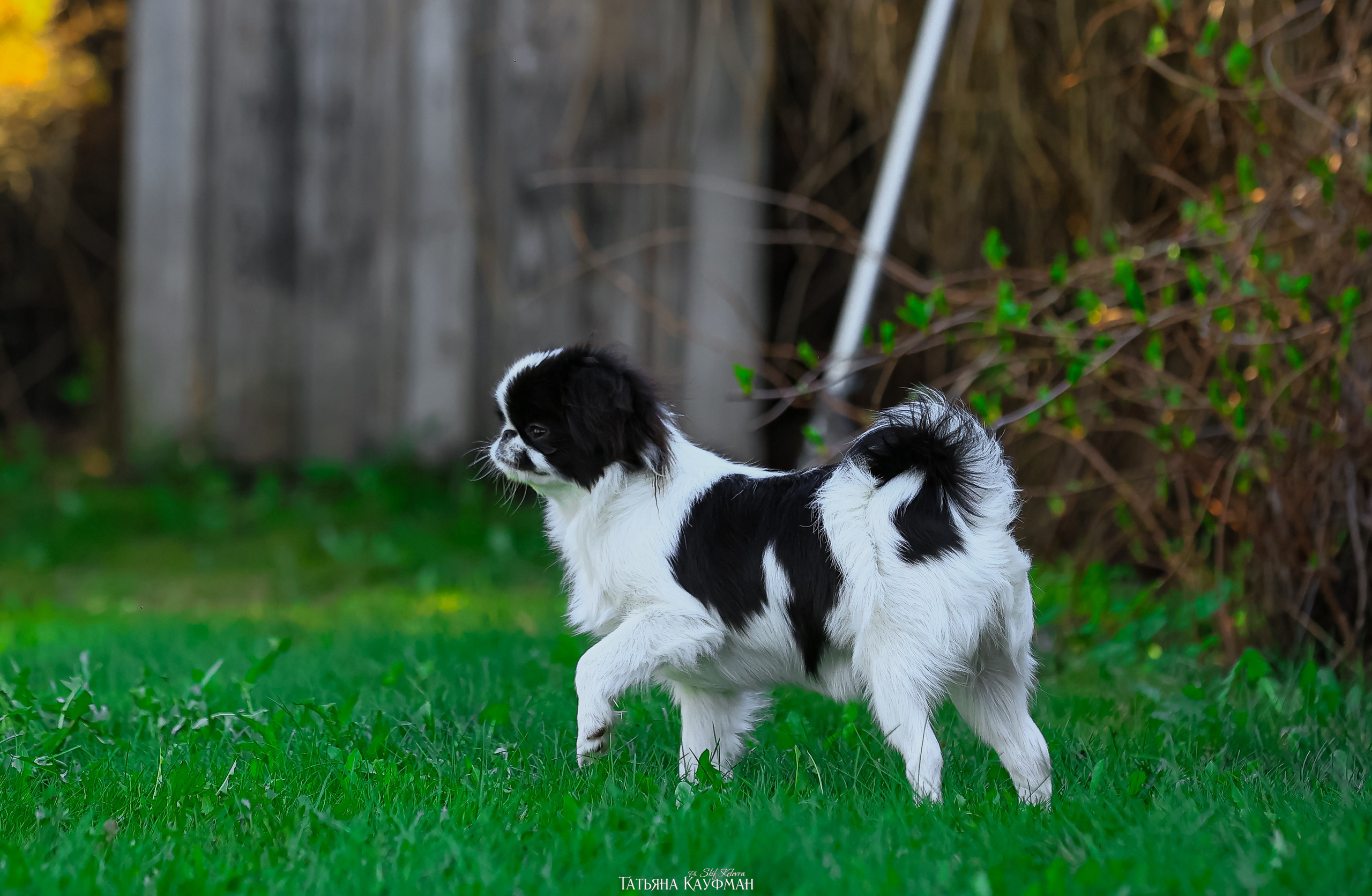 Японский хин, фотография японский хин, собака в цветах, красивая собака, фотограф анималист, фотокурс Анималистика, научиться фотографировать собак, фотограф Новосибирск