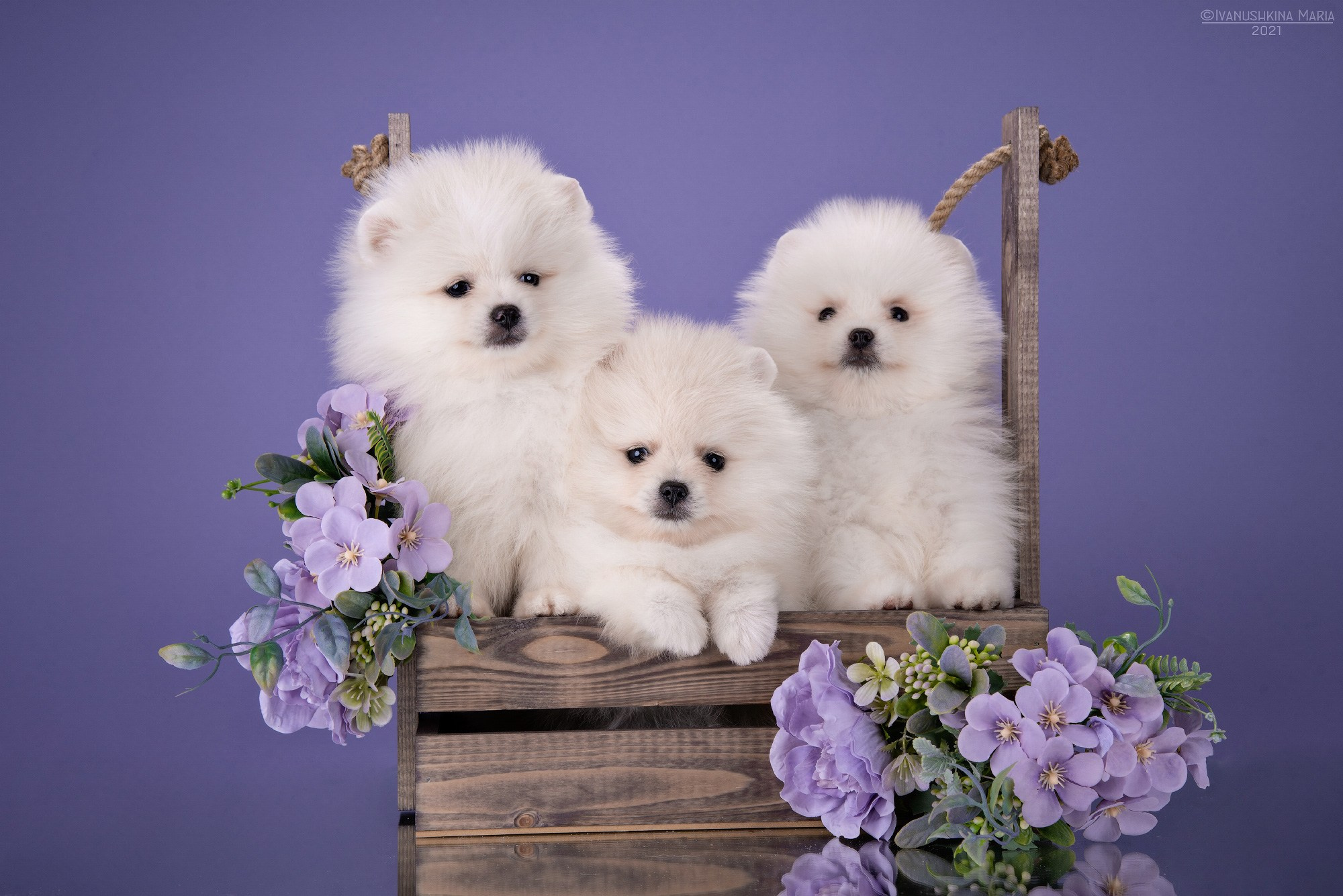 Фотосессия щенков на фонах. Фотограф собак в Москве и Московской области Иванушкина Мария