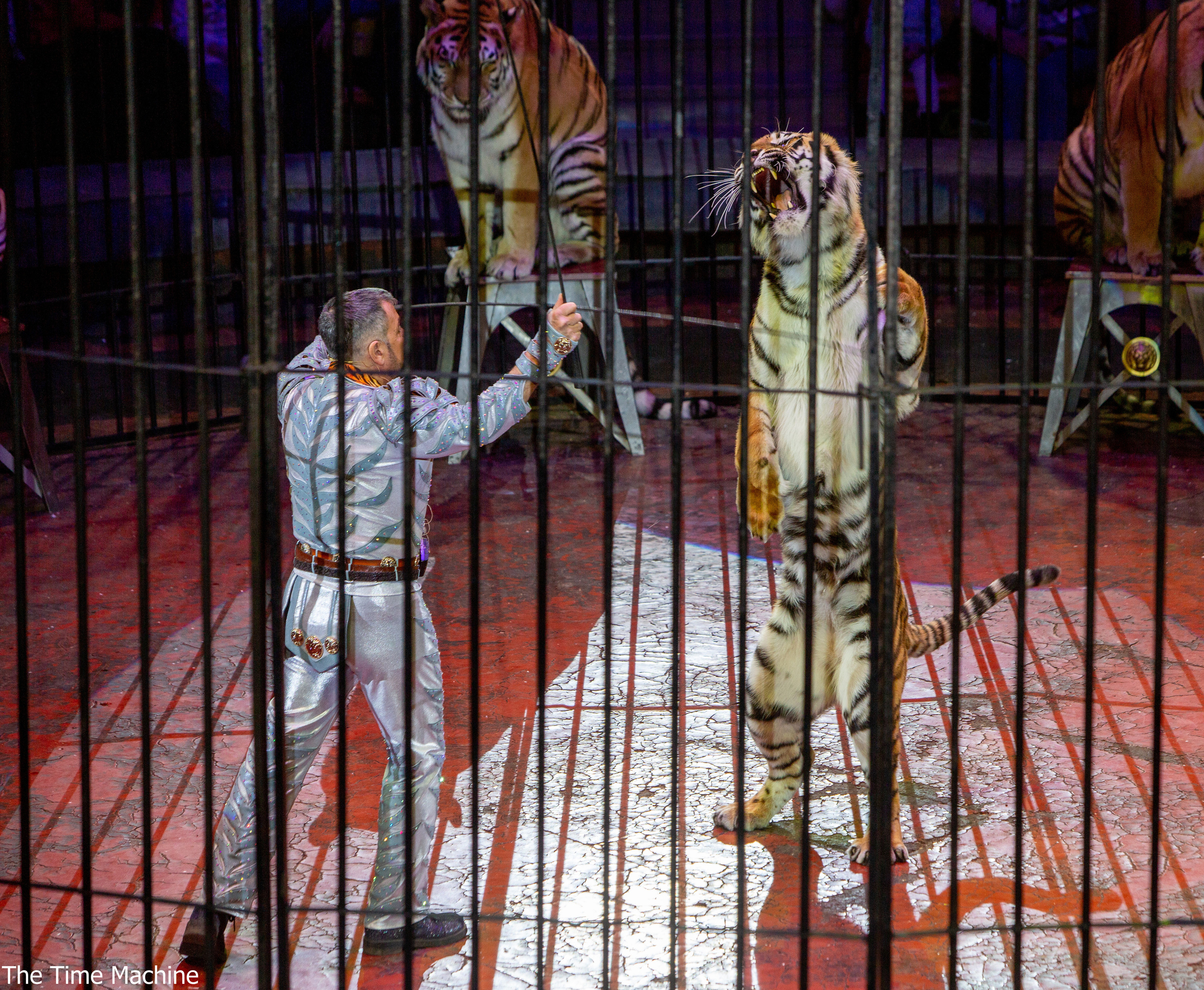 Цирк «Счастливый билет» 2022. Фотограф для маркетплейсов Михаил Бове