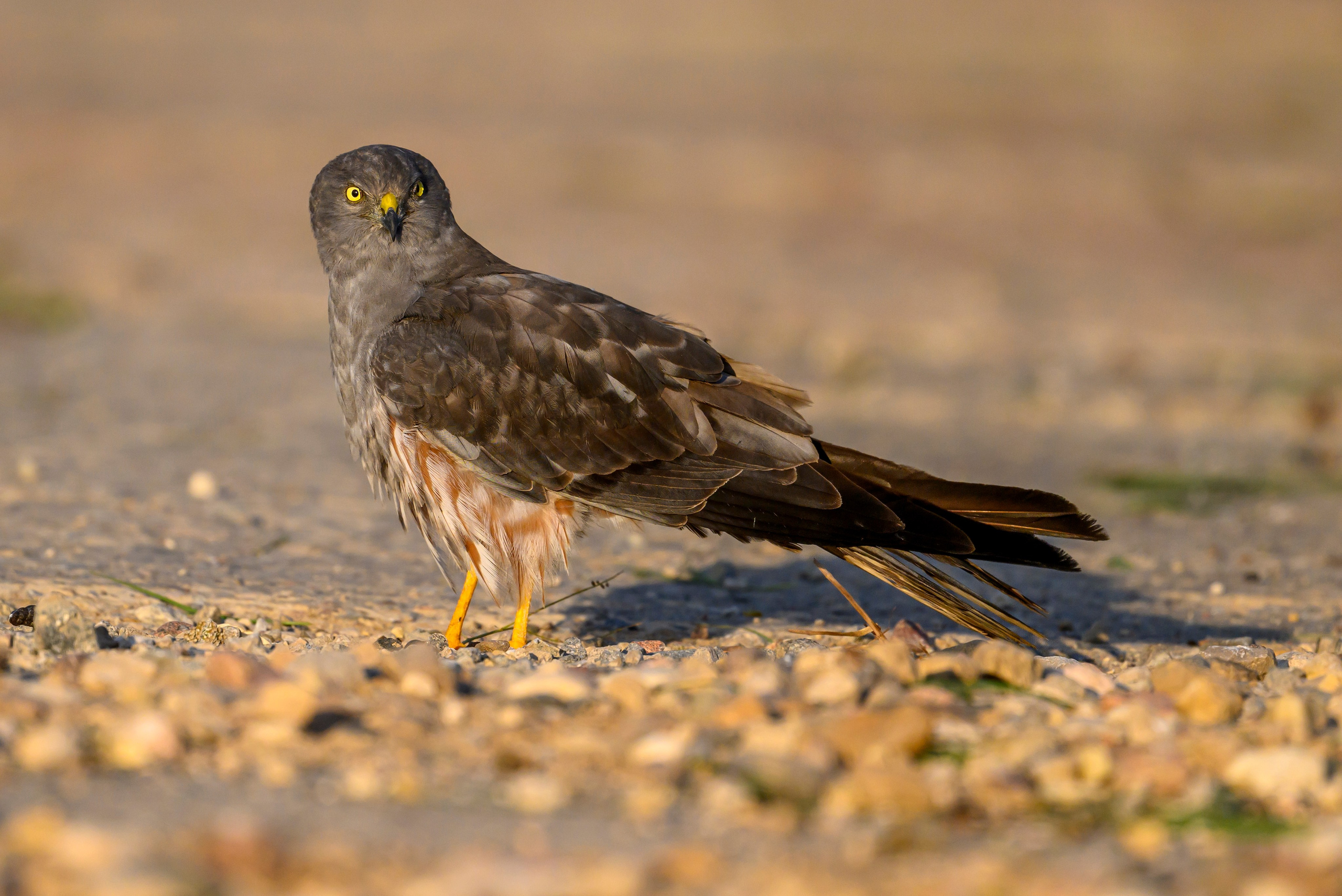 Лунь и коршуны. Harrier and Kites. Wildlife photography by Sergey Puponin