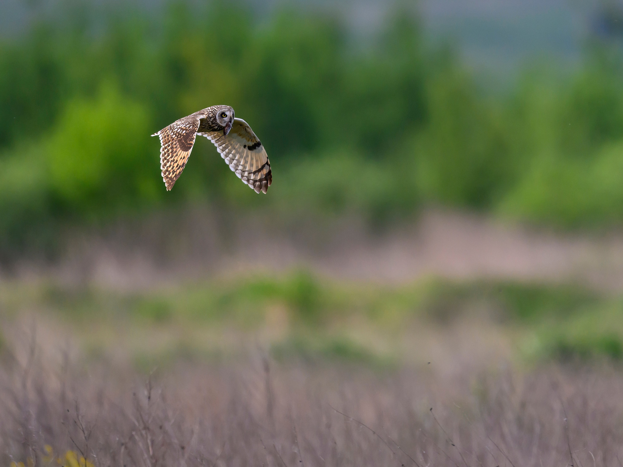 Охота сов и схватка с лунем. Фотограф Сергей Пупонин