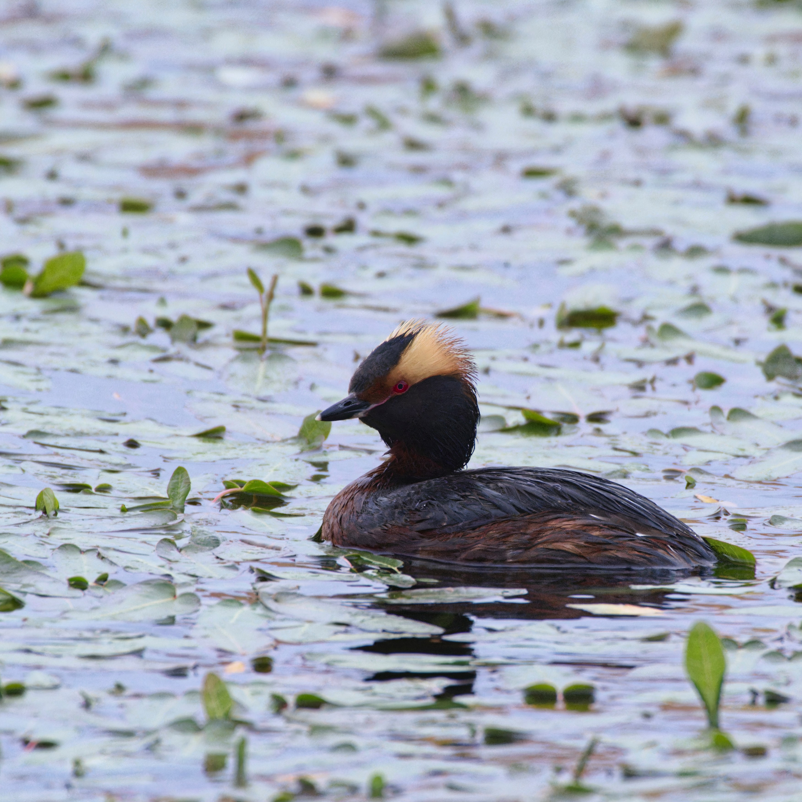 Экспедиция в Монголию (котловина больших озер). Семоха Валерий. Фотограф