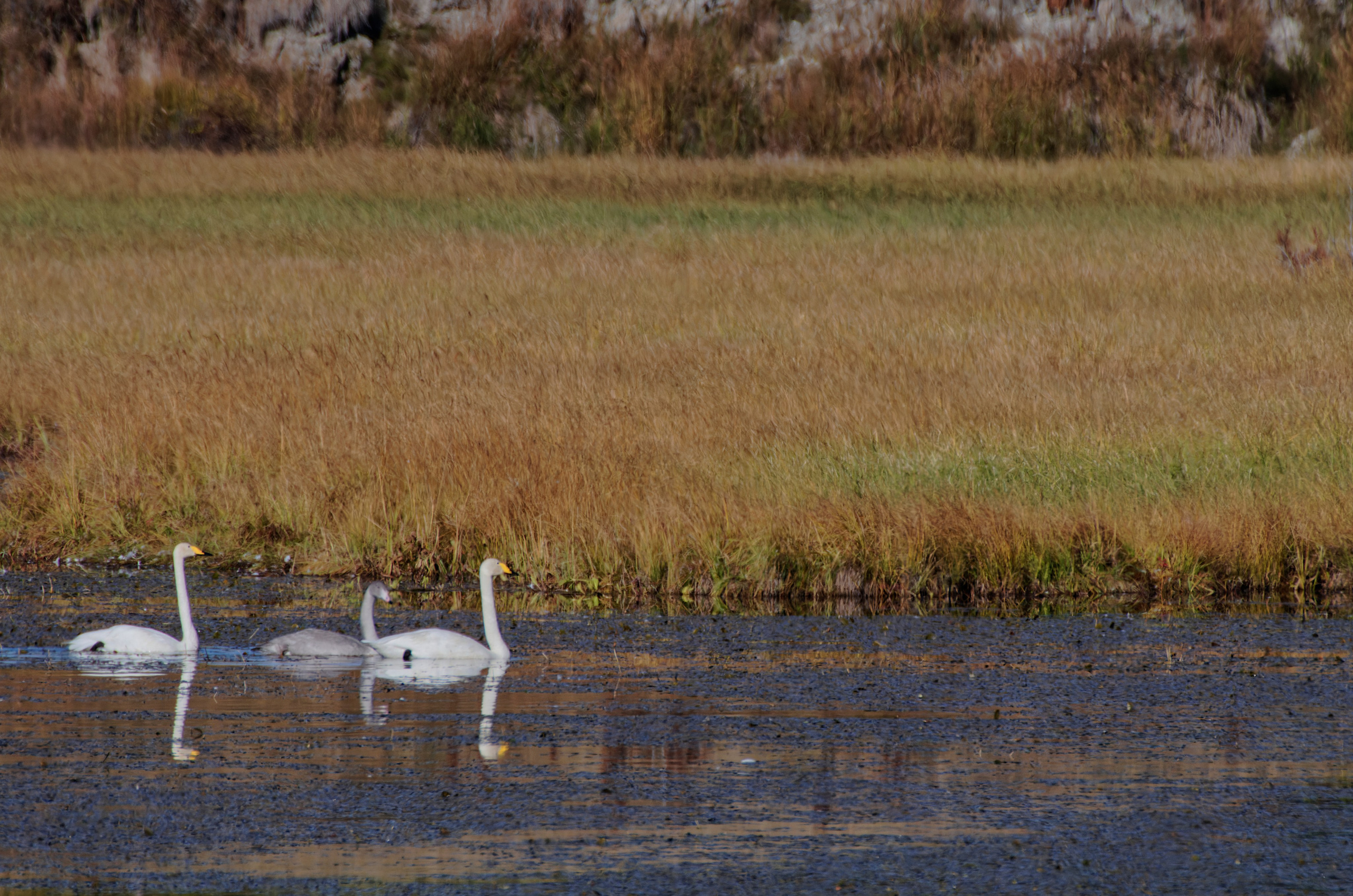 Это не фотошоп. Я видел это в горах Алтая. Семоха Валерий. Фотограф