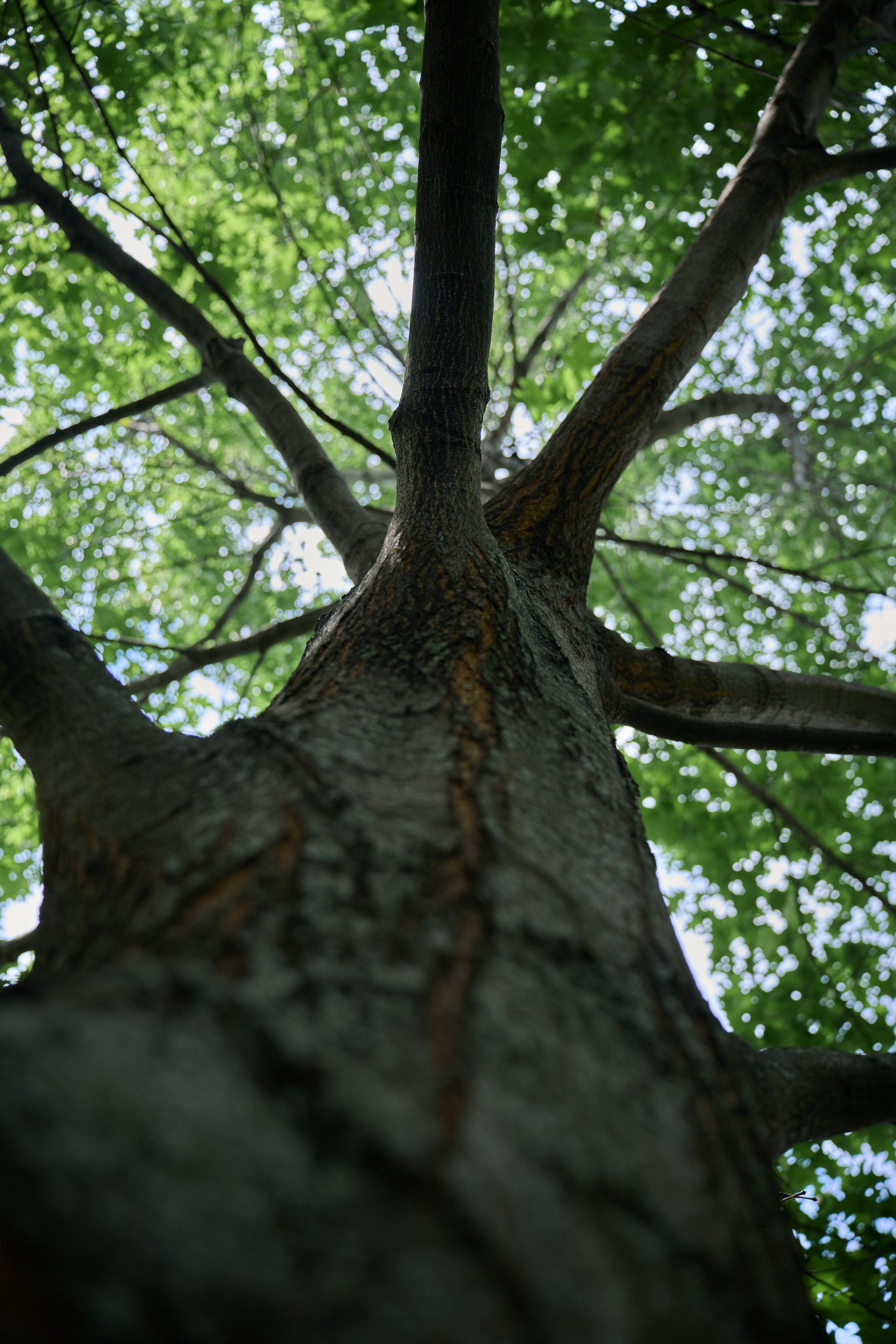 Накануне праздника китайских мучеников. Фотограф в Москве
