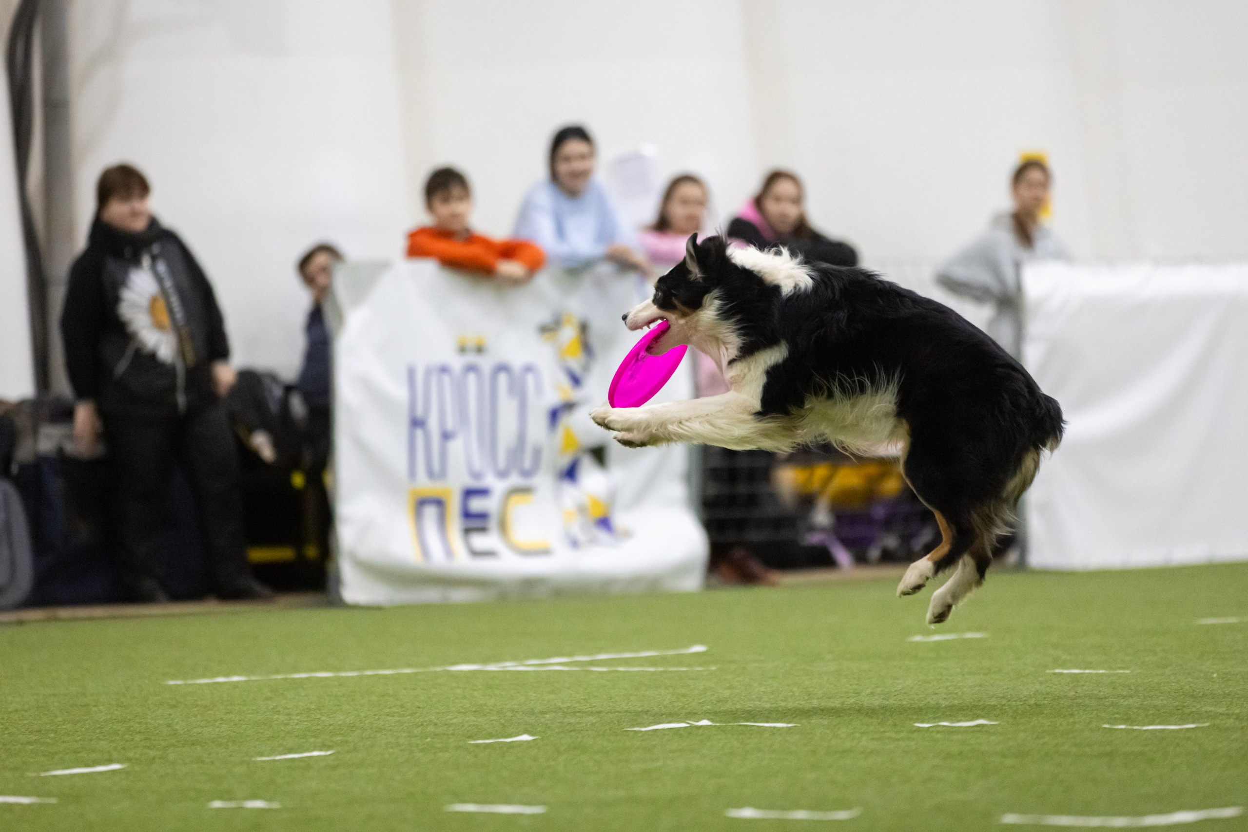 Гелий. BLGKV питомник собак