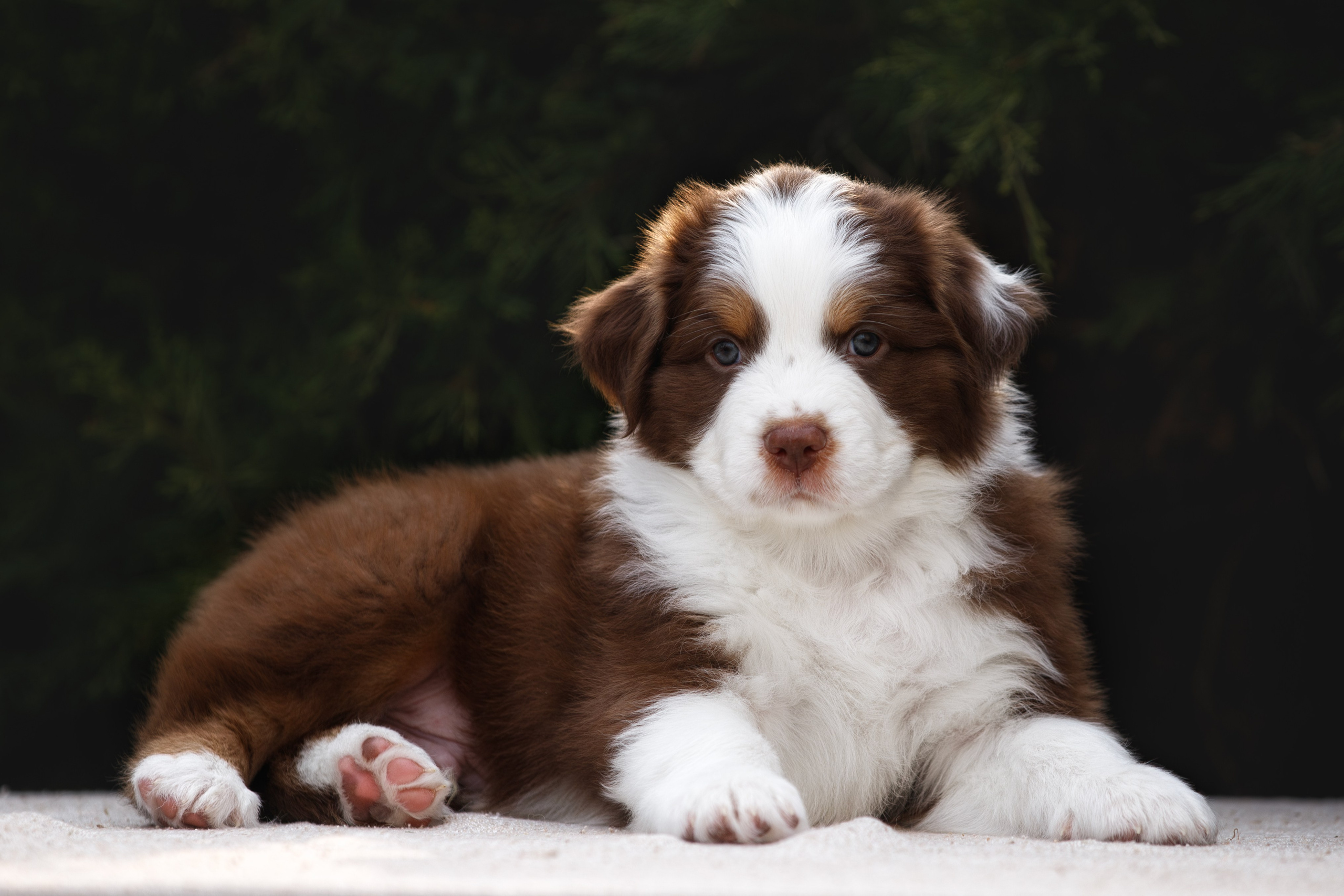 Щенки. Фотограф-анималист в Калуге Мария Шерскова