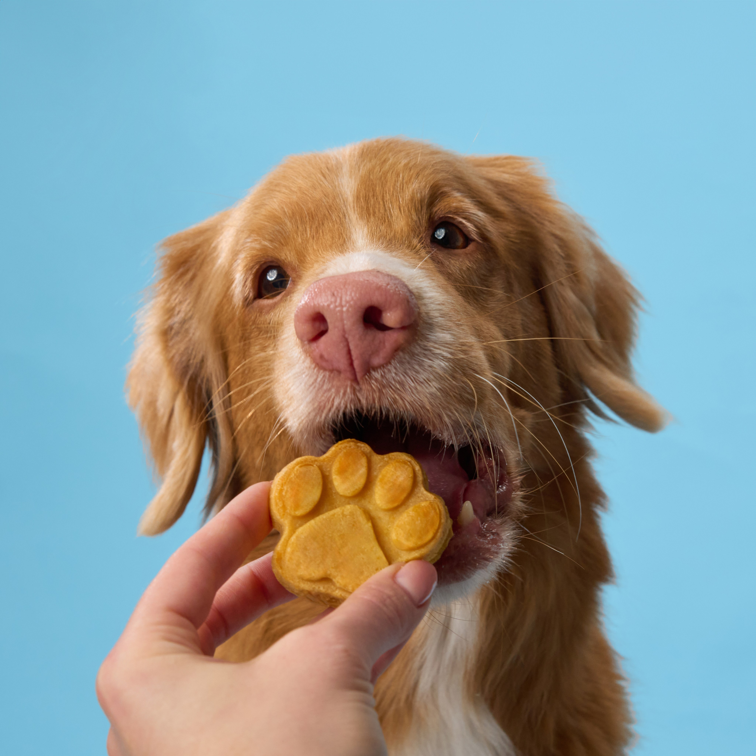 Pet Advertising Photography | Commercial Shoots with Dogs & Cats. Dog photographer Averianova Anna — Art photography of dogs