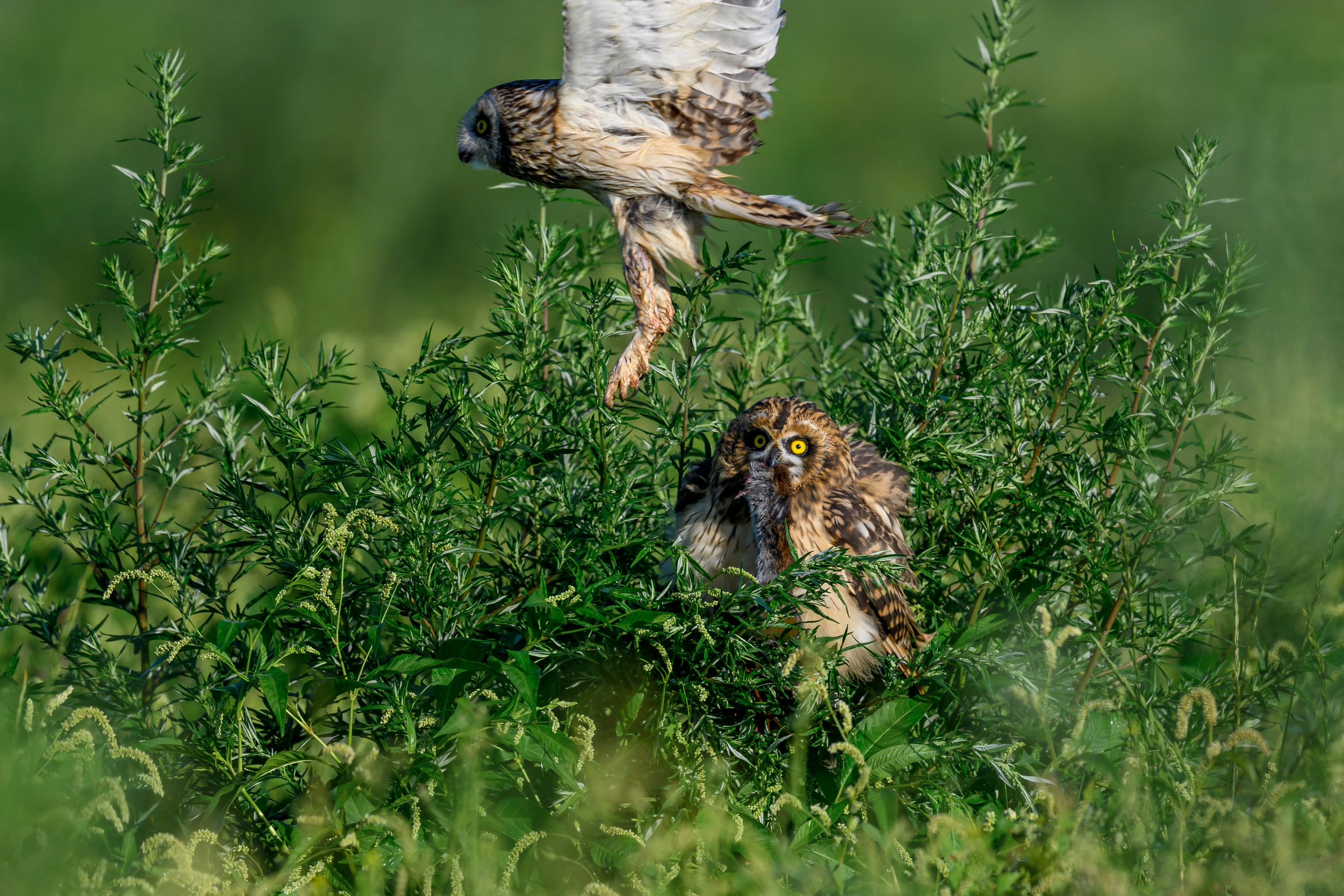 Битва сов и кормление совят. The Owl Battle and Feeding the Nestlings. Фотограф Сергей Пупонин