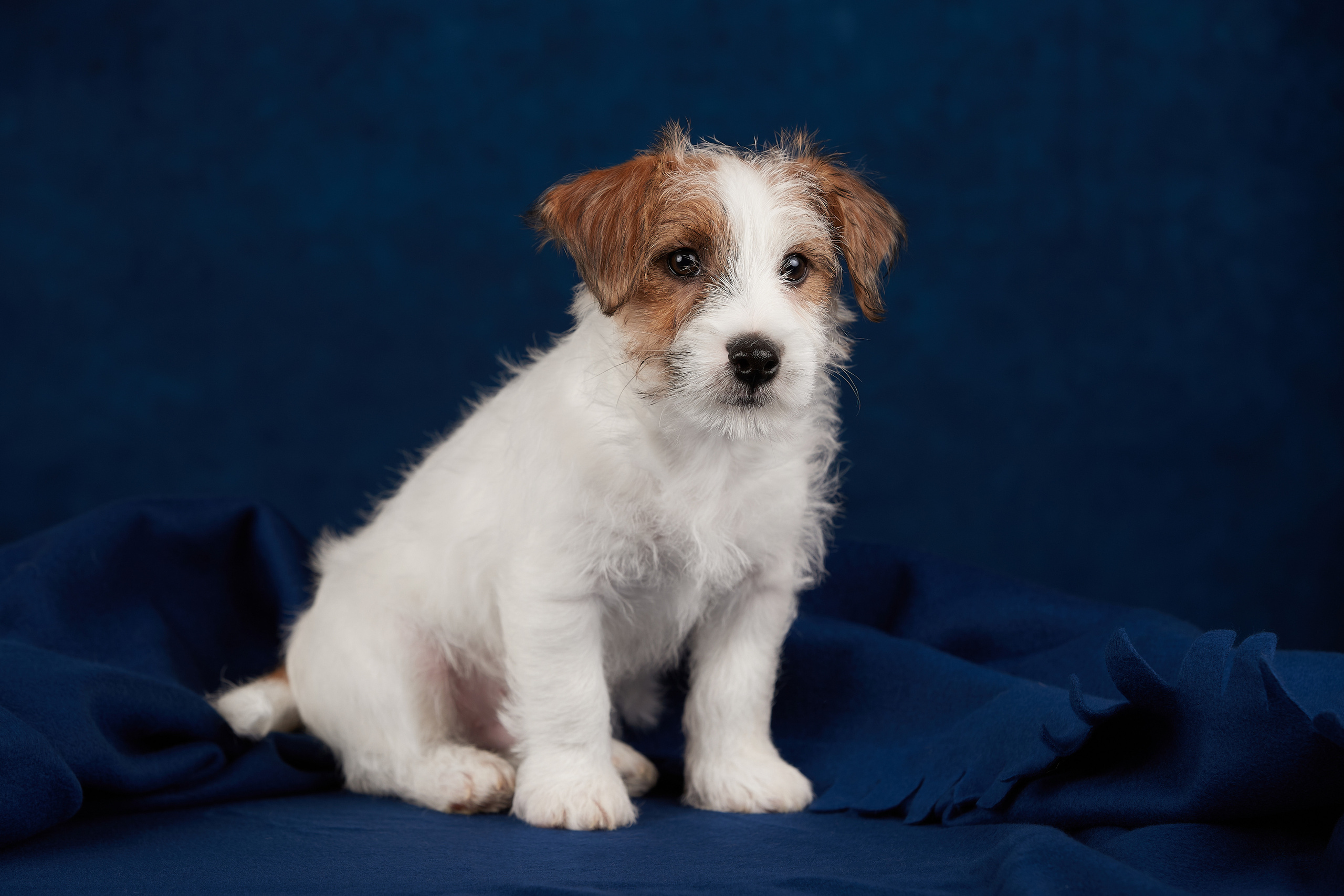Съемка щенков на дому в Санкт-Петербурге, джек-рассел терьер