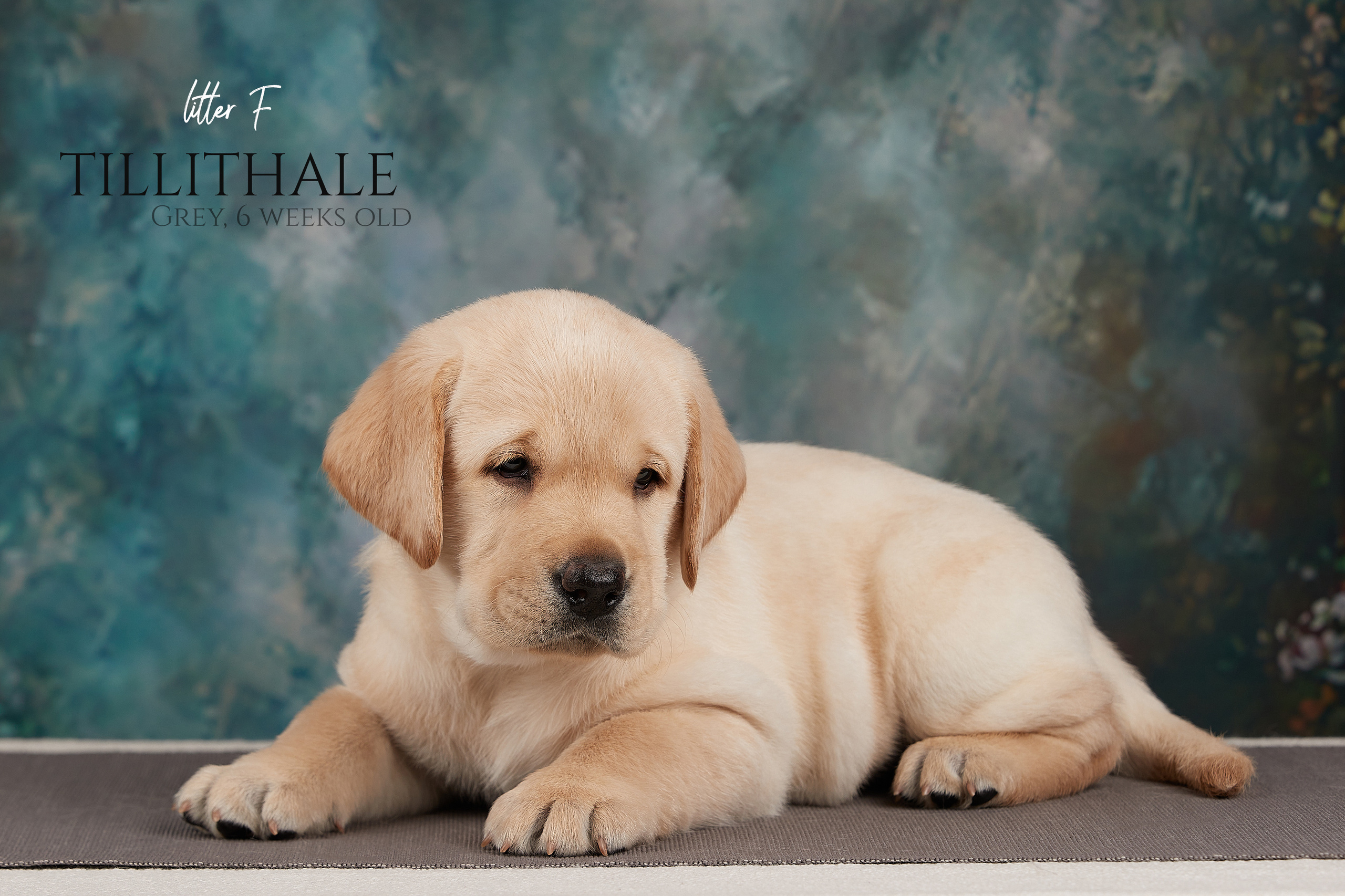 Съемка щенков на дому в Санкт-Петербурге, лабрадор