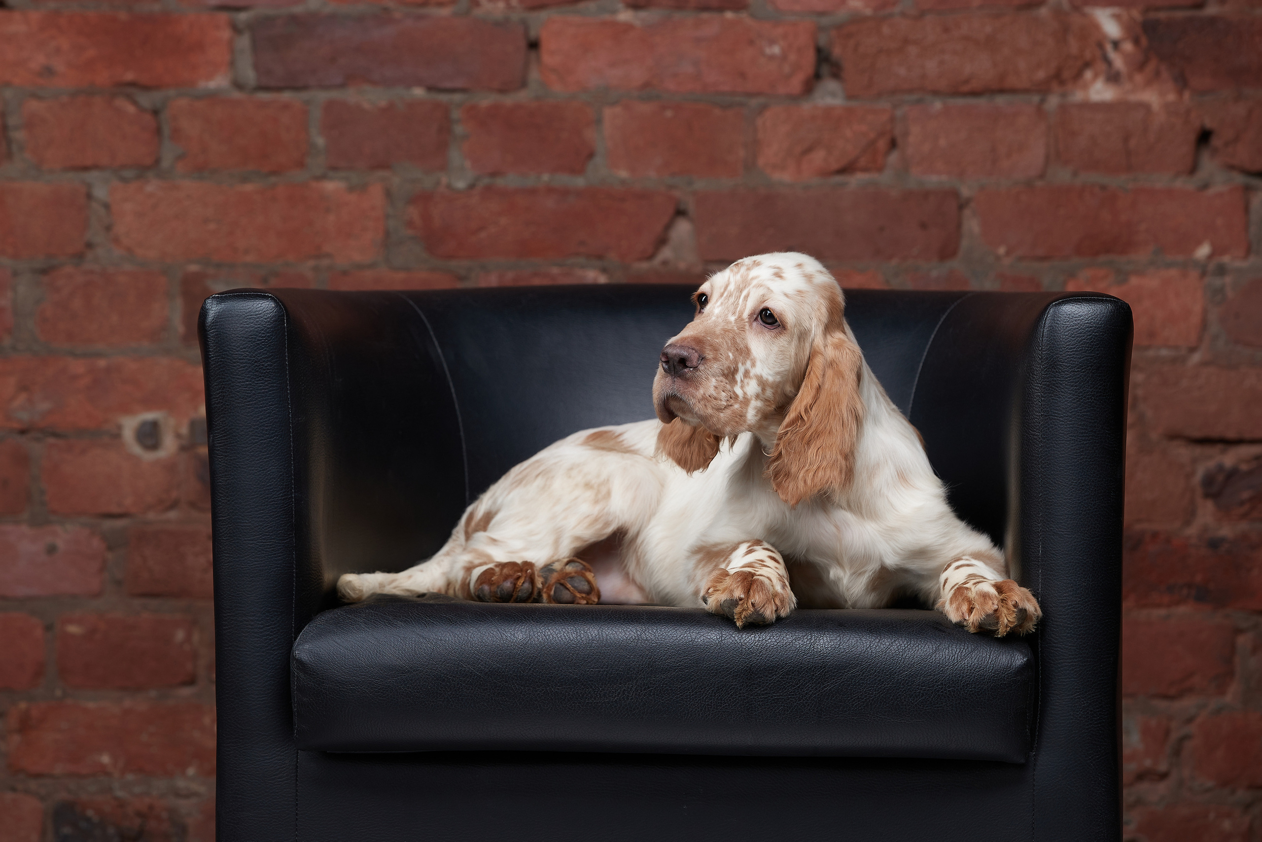 Съемка щенков на дому в Санкт-Петербурге, английский сеттер