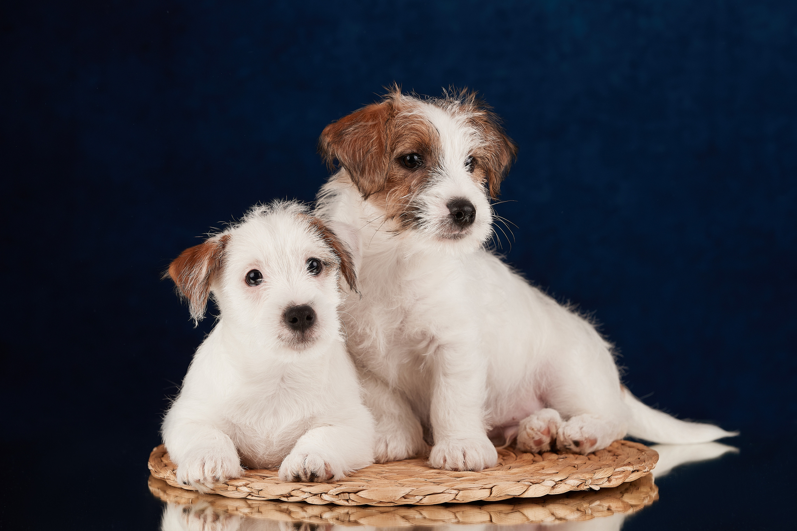 Съемка щенков на дому в Санкт-Петербурге, джек-рассел терьер