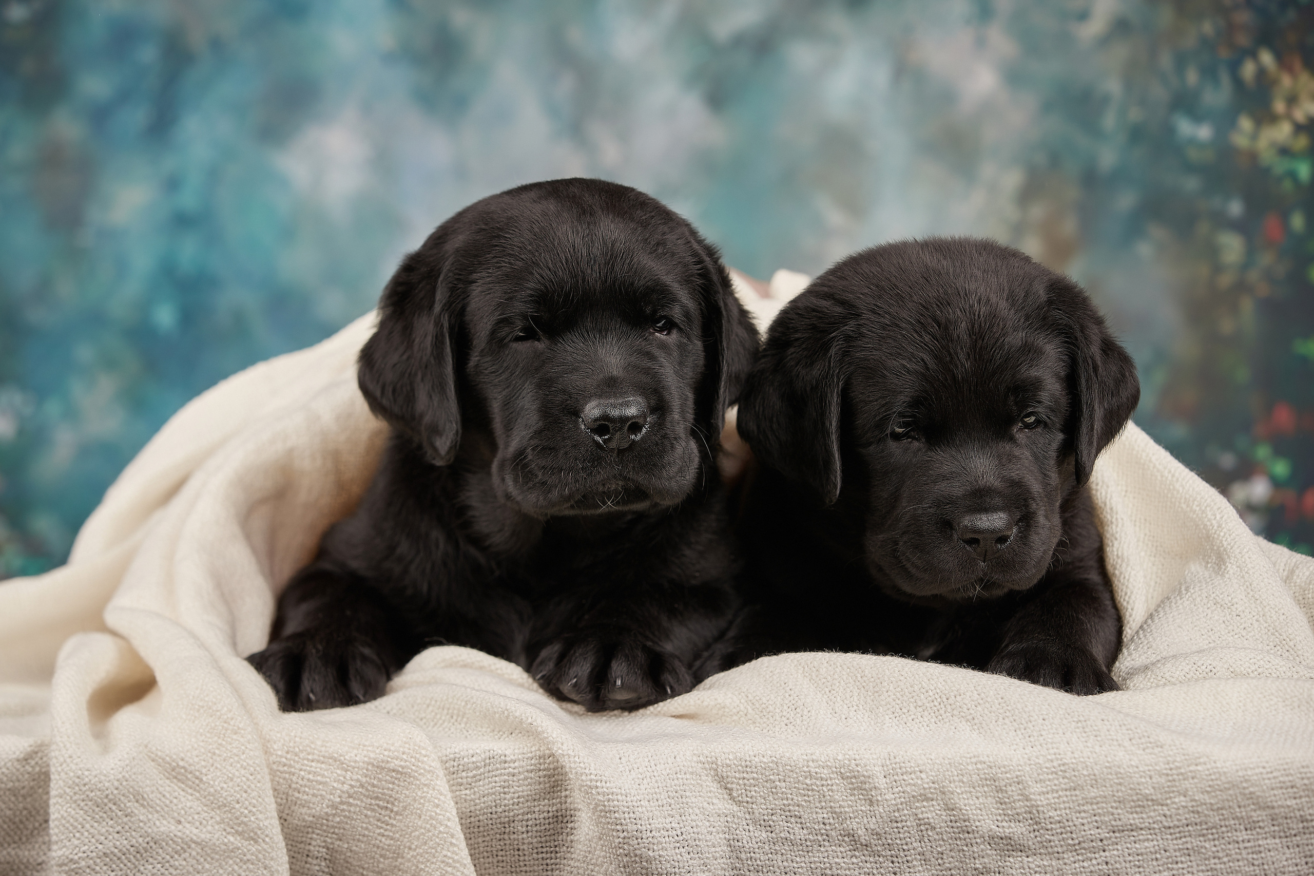 Съемка щенков на дому в Санкт-Петербурге, лабрадор