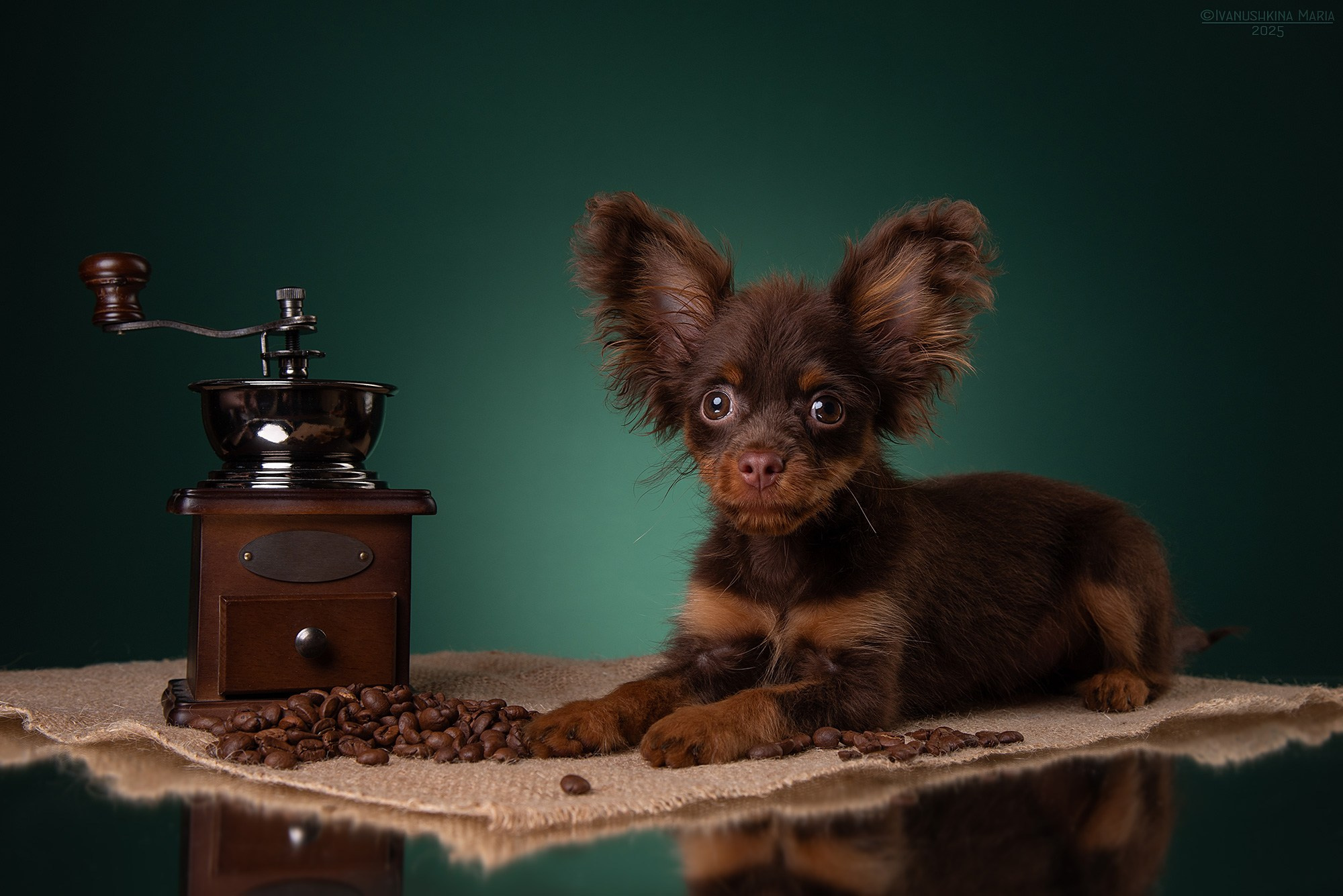 Фотосессия щенков на фонах. Фотограф собак в Москве и Московской области Иванушкина Мария