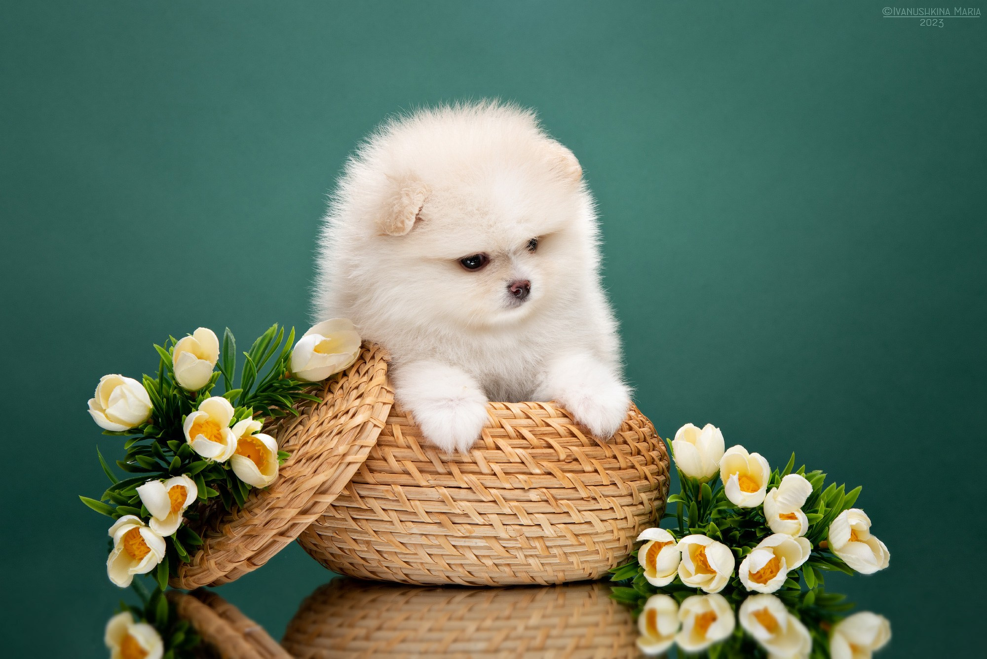 Фотосессия щенков на фонах. Фотограф собак в Москве и Московской области Иванушкина Мария