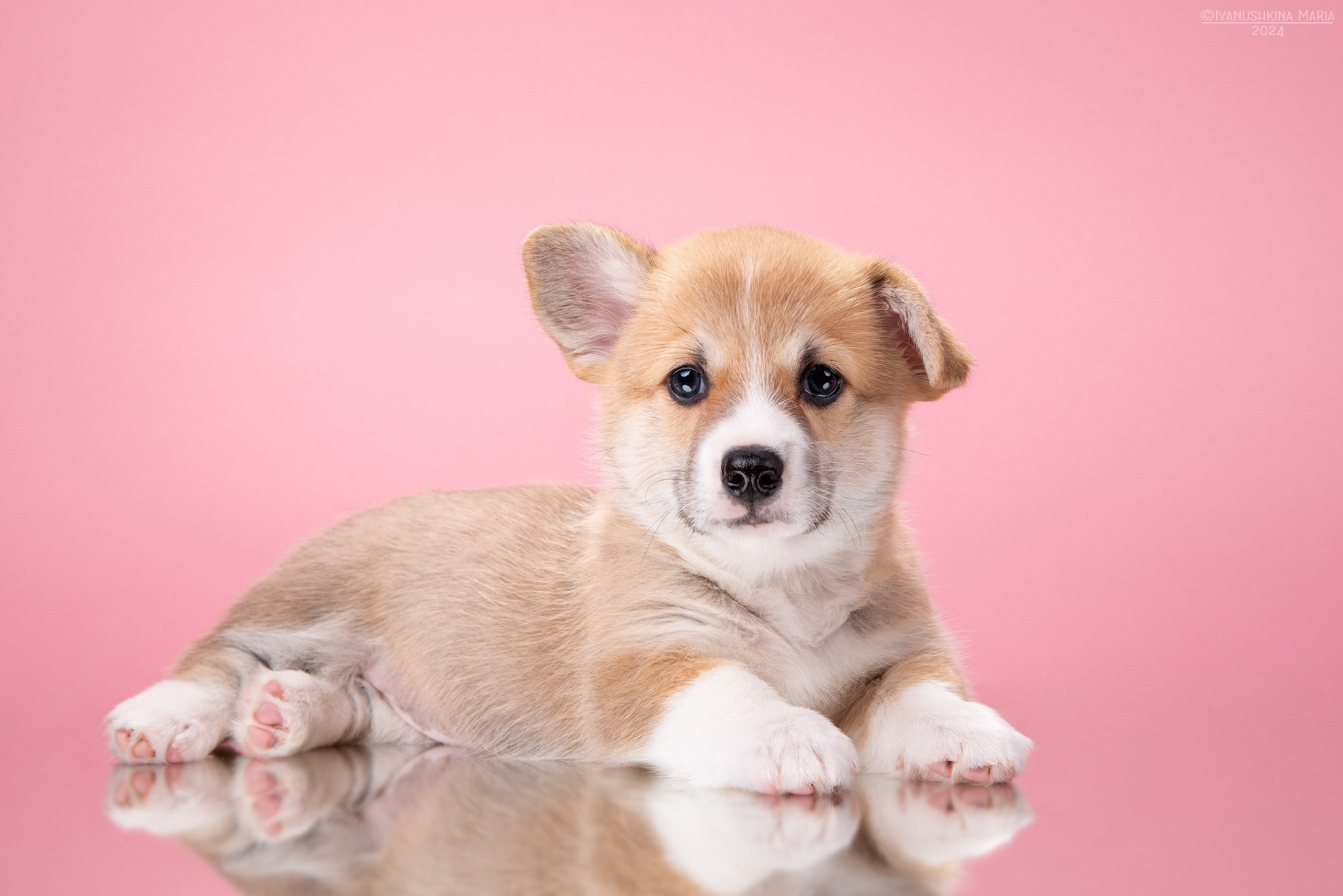 Фотосессия щенков на фонах. Фотограф собак в Москве и Московской области Иванушкина Мария