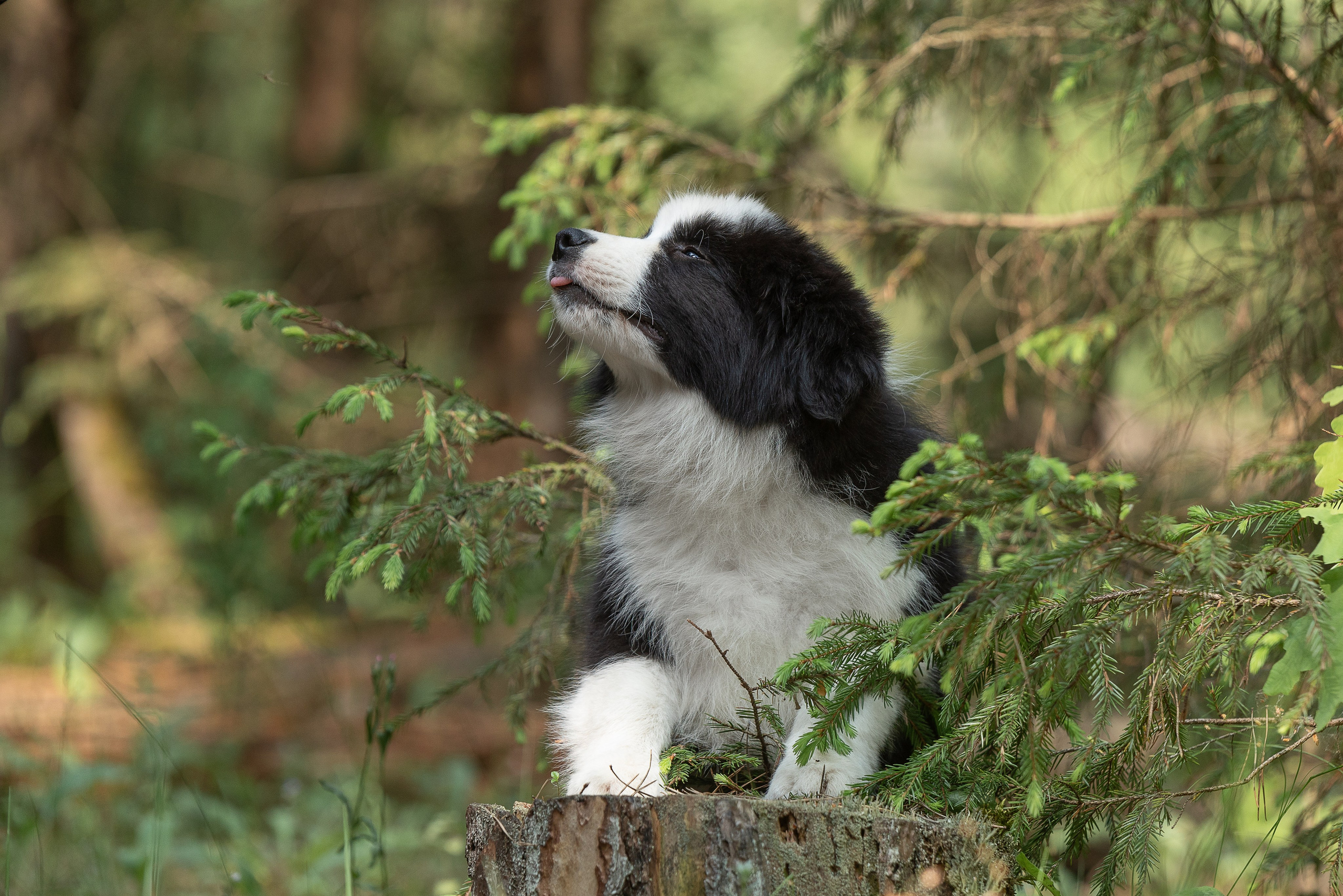Бордеры. Купить щенка Вельш-корги-кардиган в семейном питомнике — Ice Fantasy